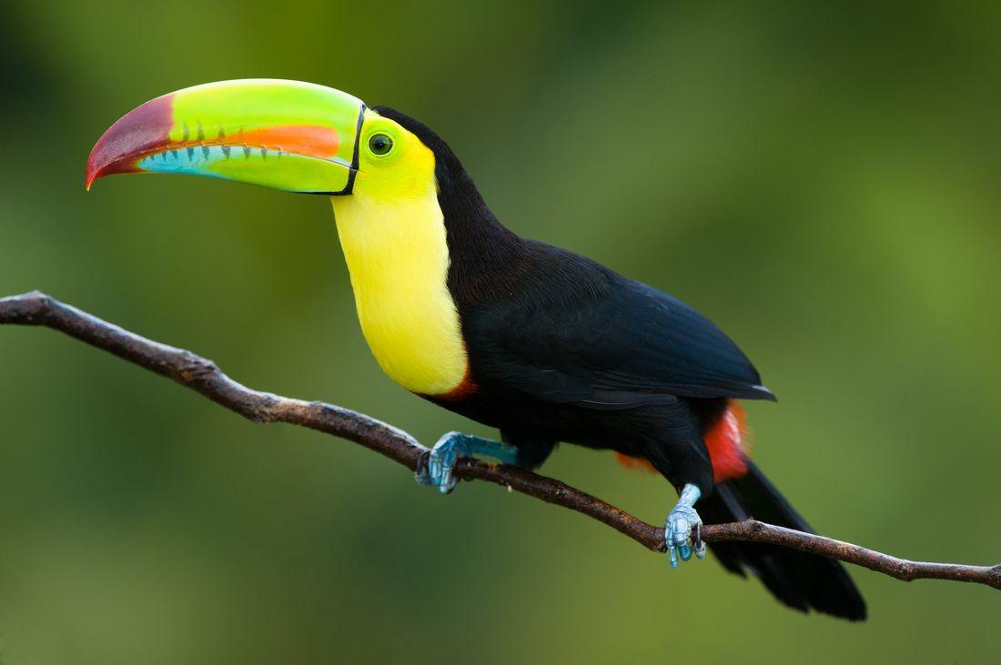1100x731 Toucan Bird Photo, Dream Of Toucan