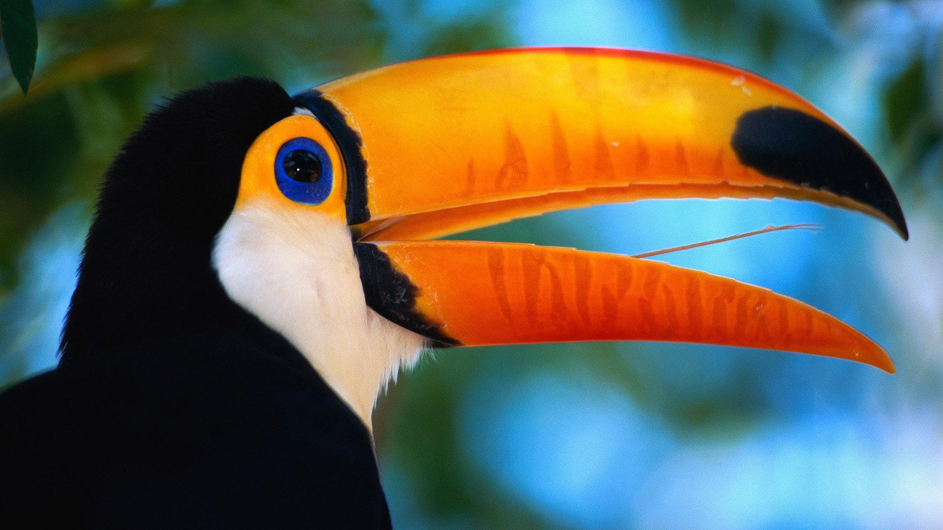 1920x1080 Toucan wallpaper 1920x1080 Full HD (1080p) desktop background