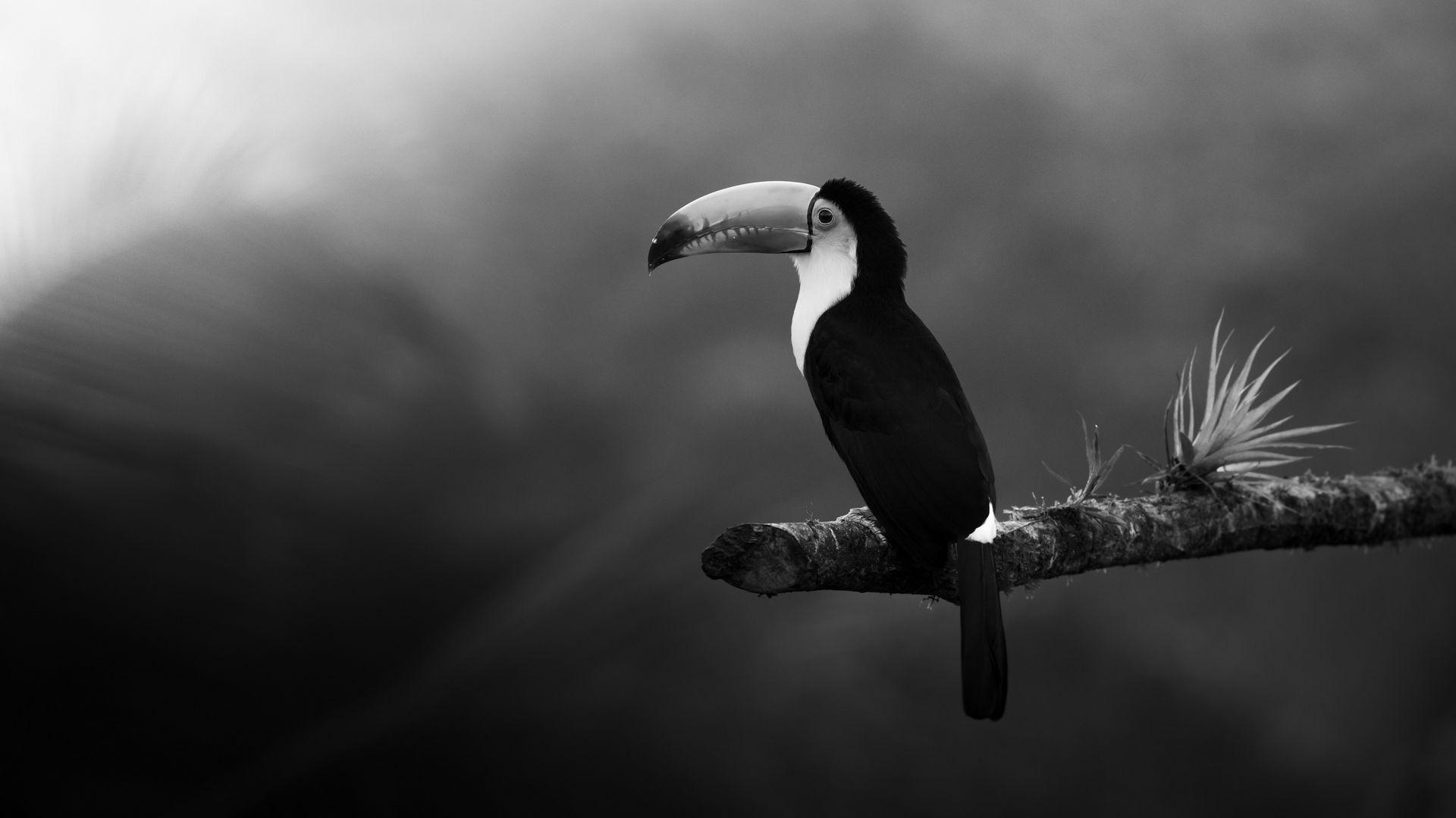 1920x1080 Download wallpaper 1920x1080 toucan, bird, bw, beak, branch full hd, hdtv, fhd, 1080p HD background