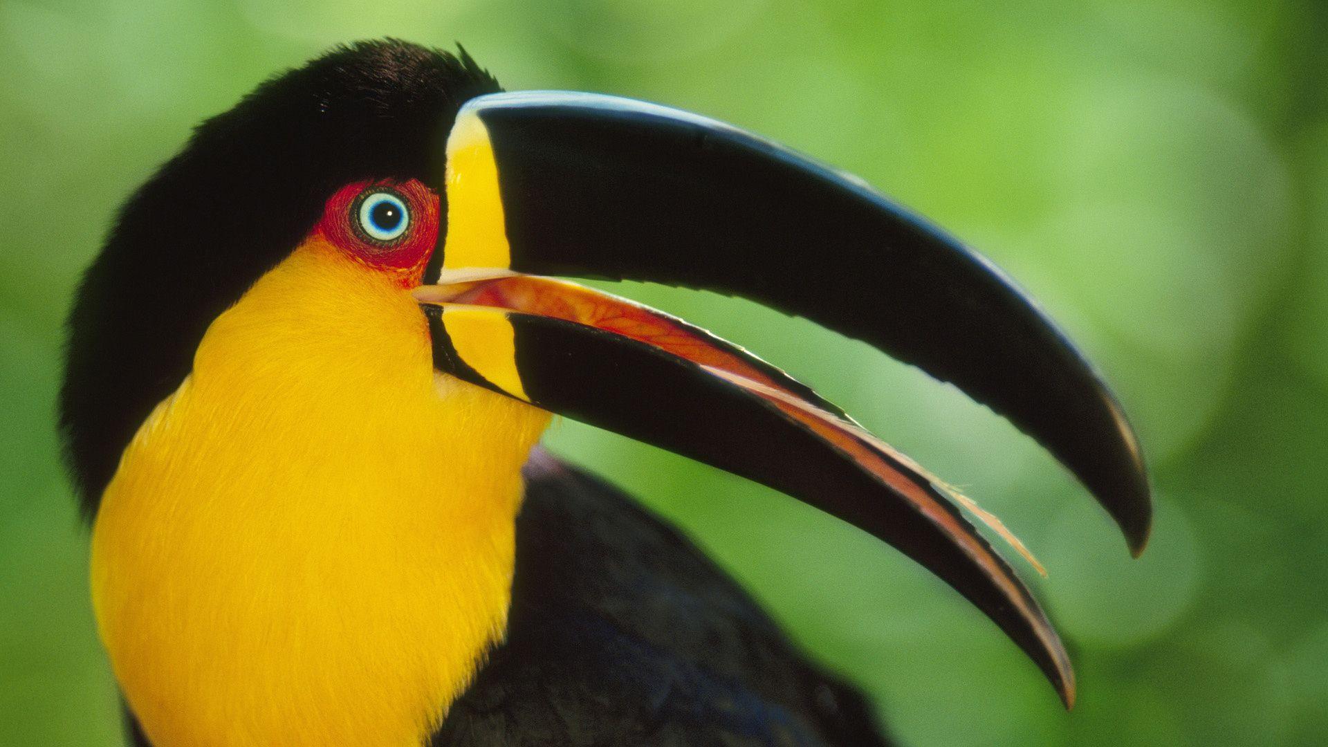 1920x1080 Toucan Desktop Background. Beautiful Widescreen Desktop Wallpaper, Desktop Wallpaper and Naruto Desktop Background