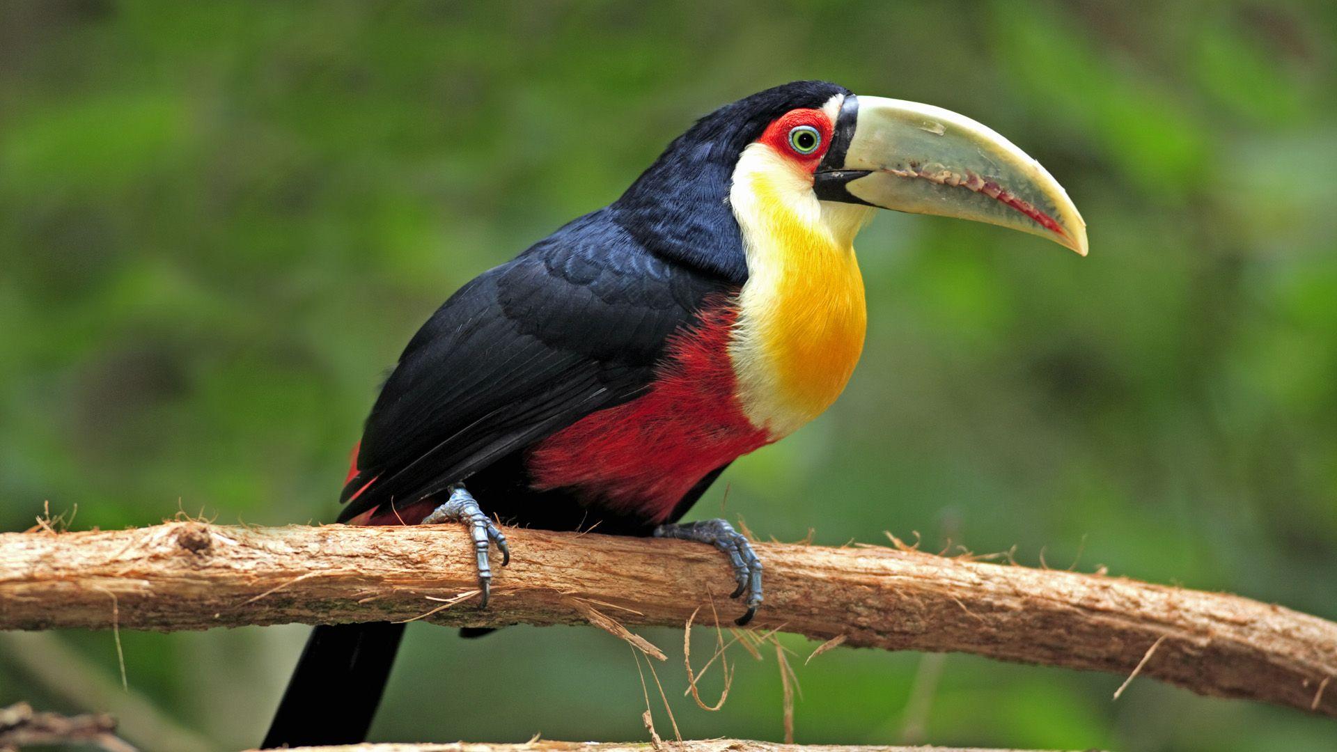 1920x1080 Toucan HD Wallpaperx1080