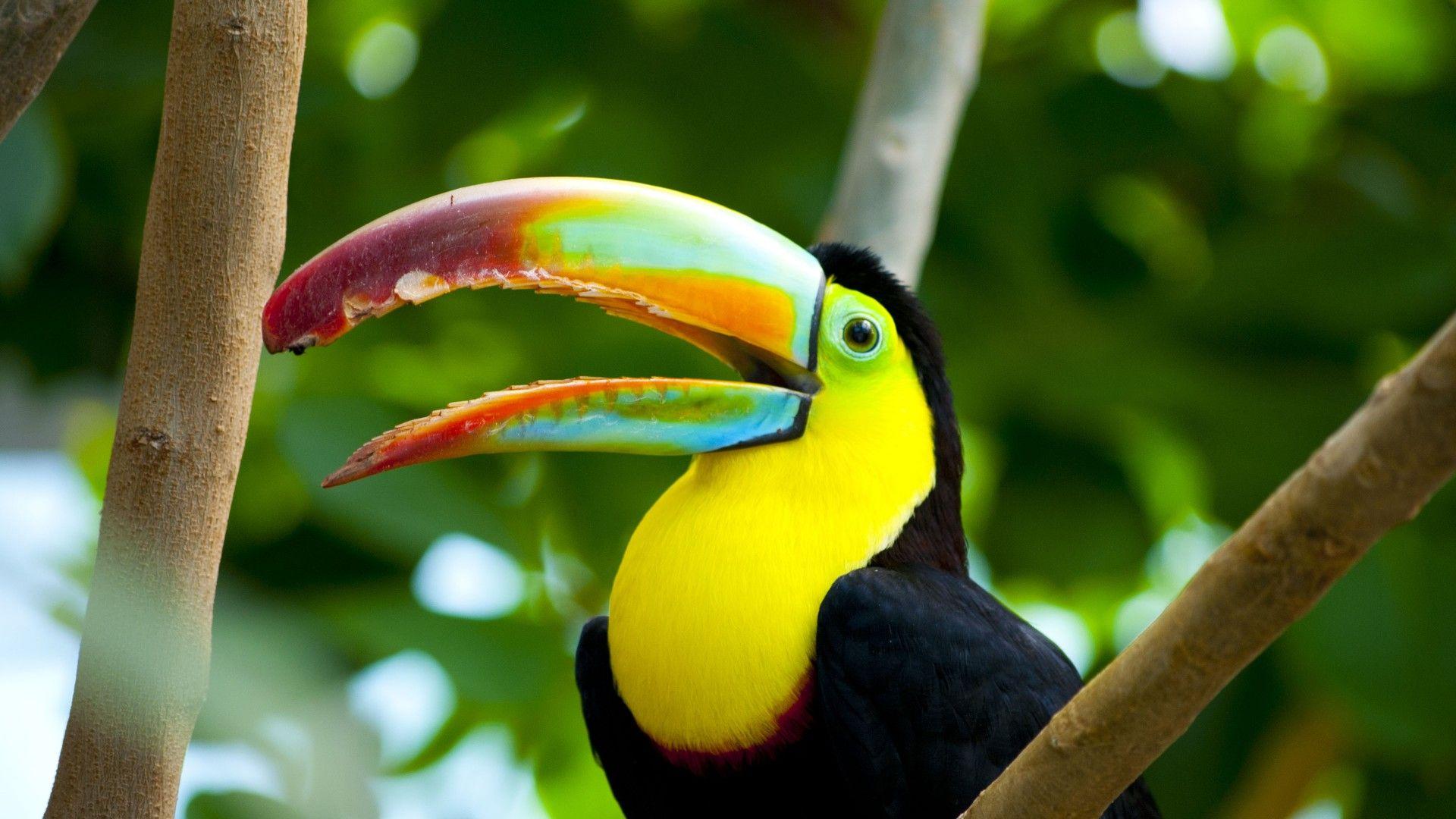 1920x1080 Free download Toucan Bird HD Wallpaper [1920x1080] for your Desktop, Mobile & Tablet. Explore Toucan Wallpaper. Toucan Wallpaper