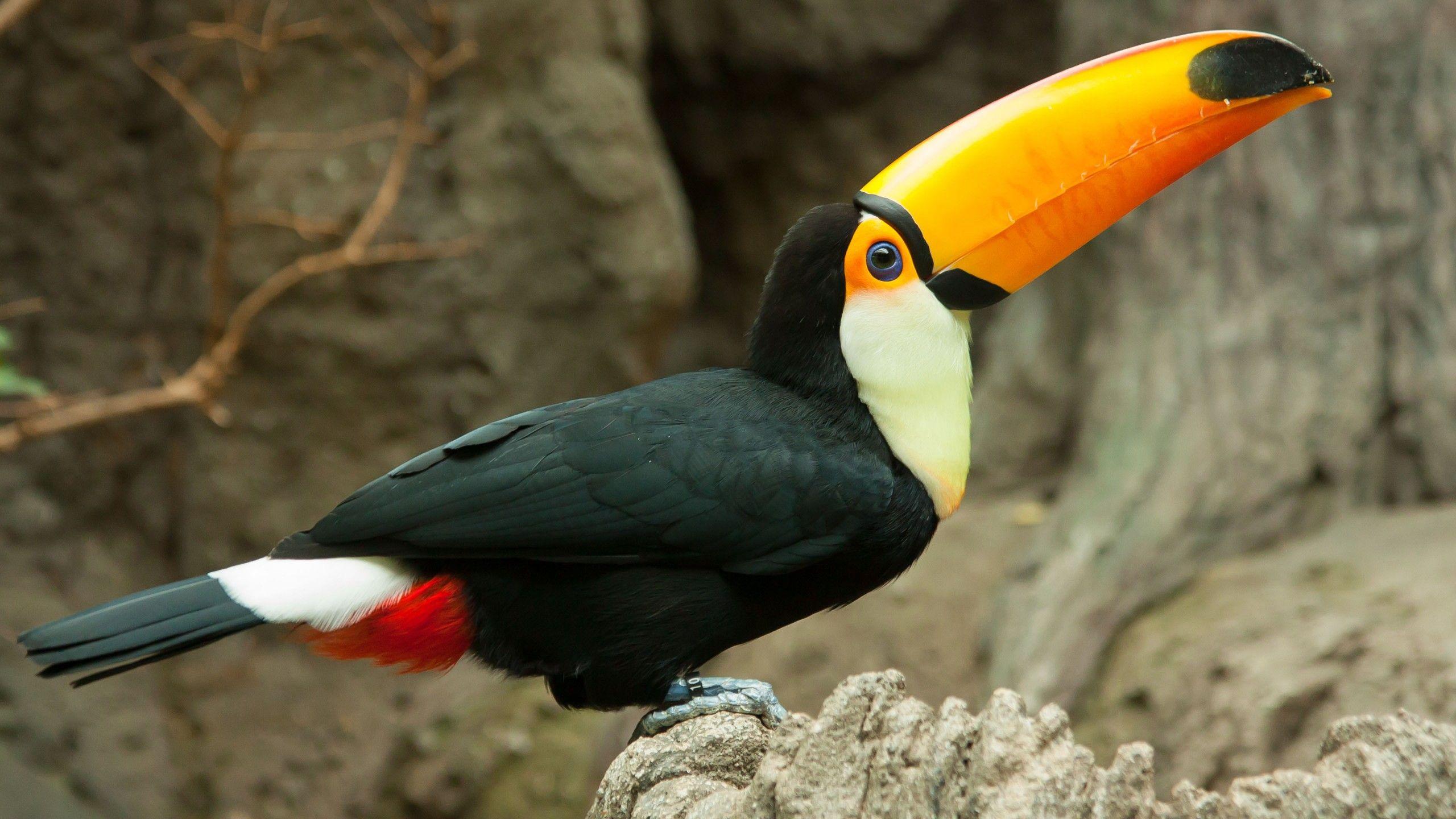 2560x1440 Toucan Background Image HD
