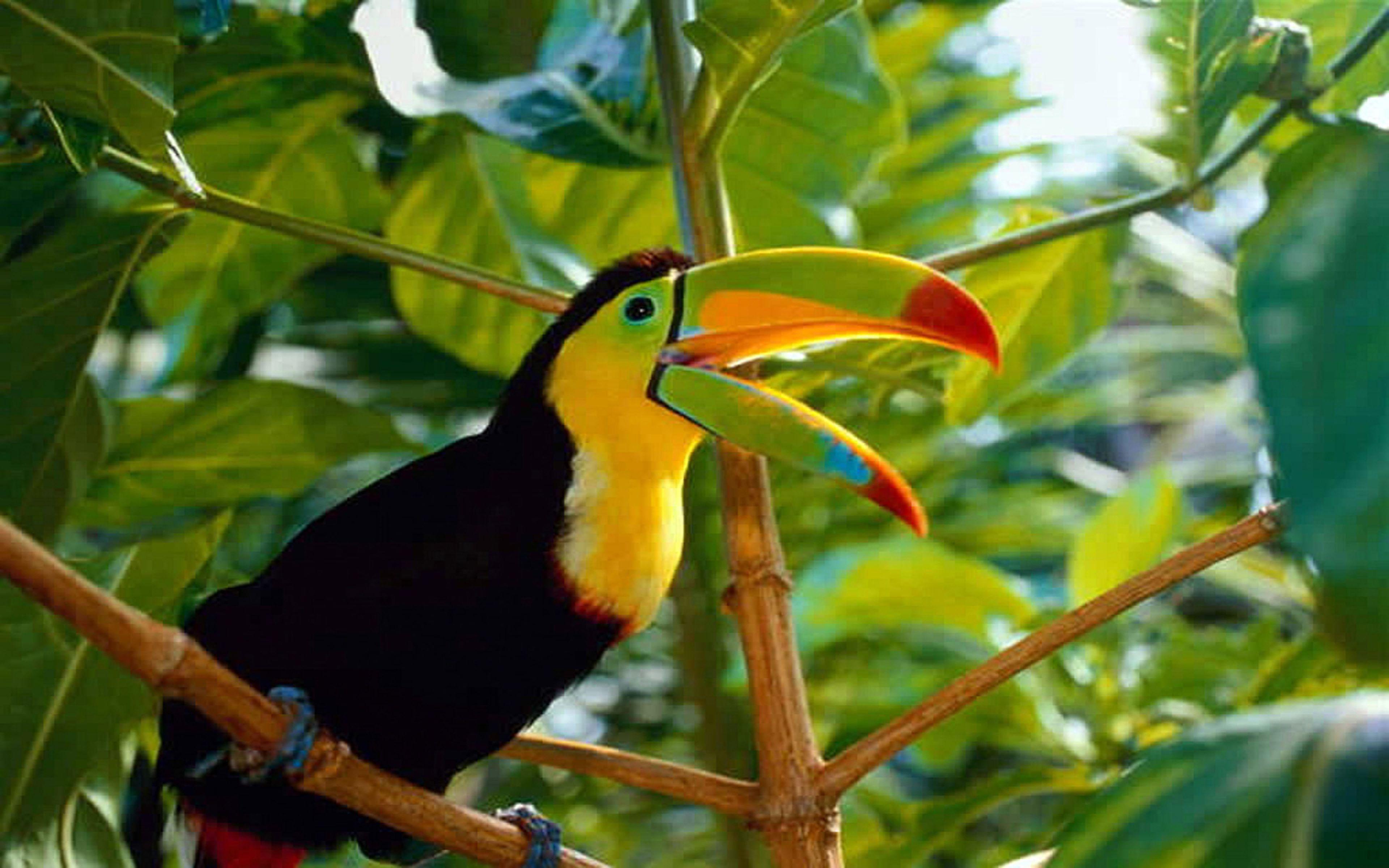 3840x2400 Beautiful Bird Toucan Costa Rica Desktop Wallpaper HD For Mobile Phone And Pc 3840x2400 :