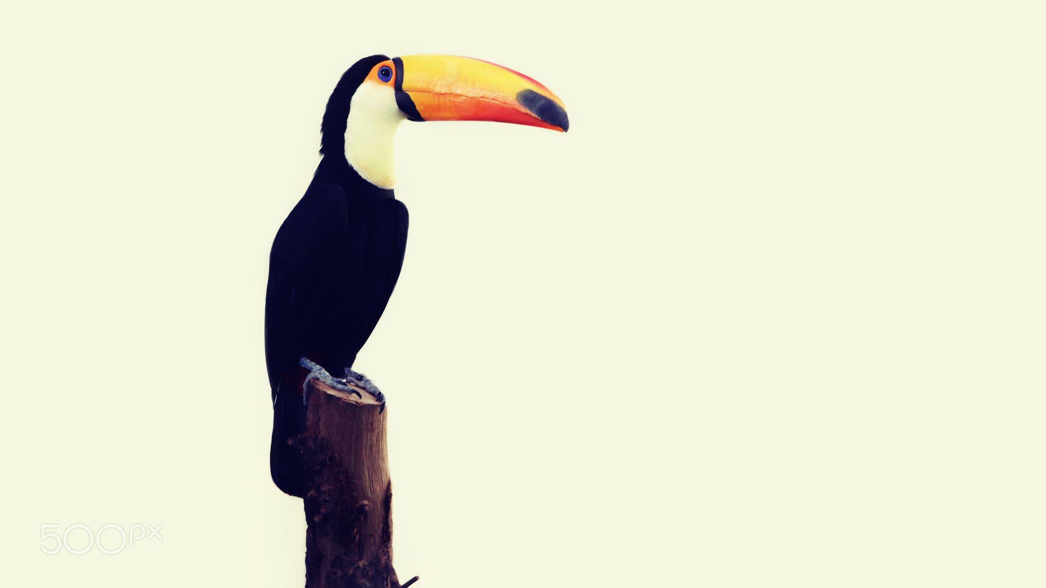 2048x1152 Toucan wallpaper by Telasm Best Wallpaper Full HD Free Download