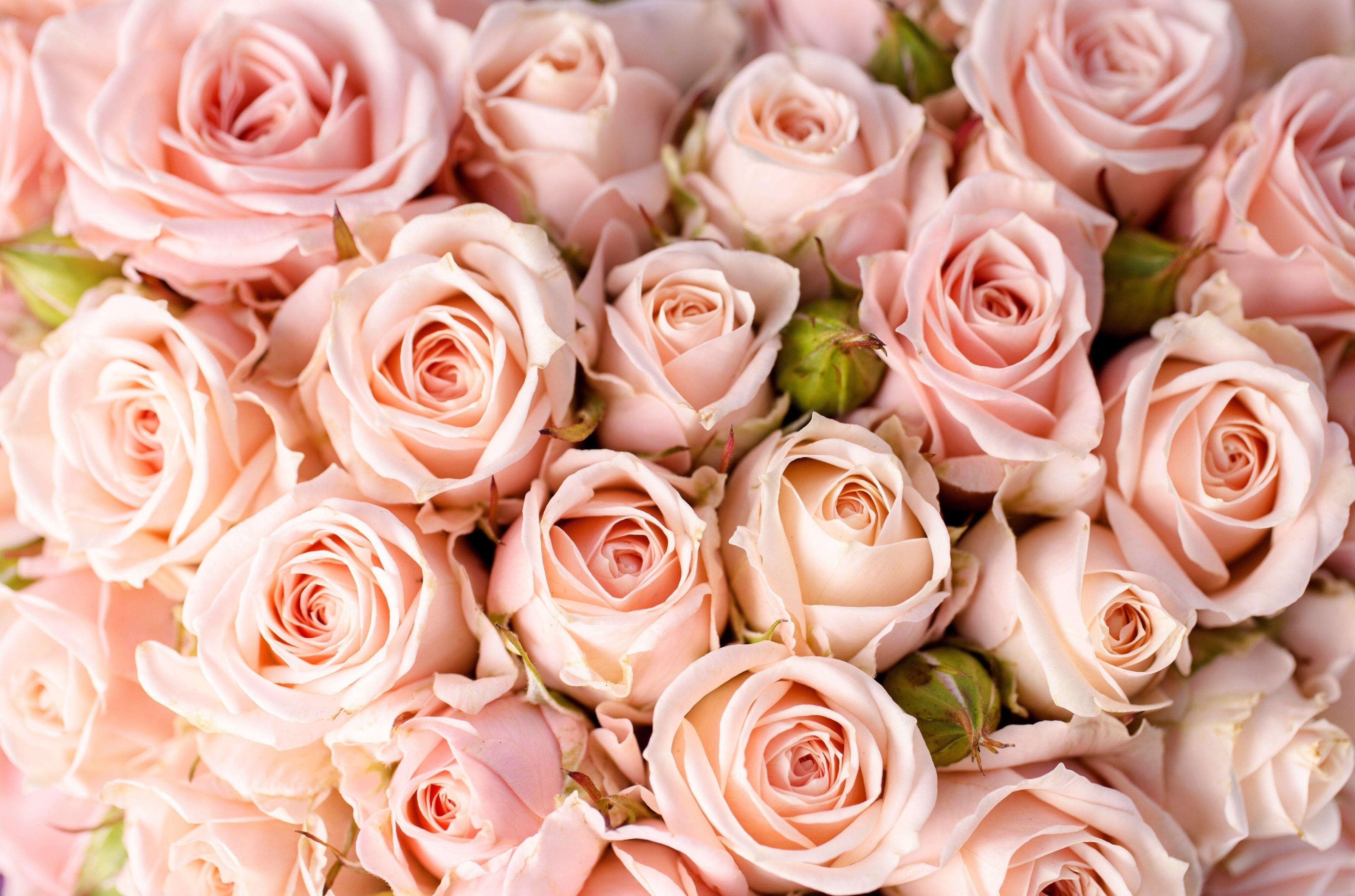 Light Pink Roses Wallpapers - Top Free Light Pink Roses Backgrounds -  WallpaperAccess