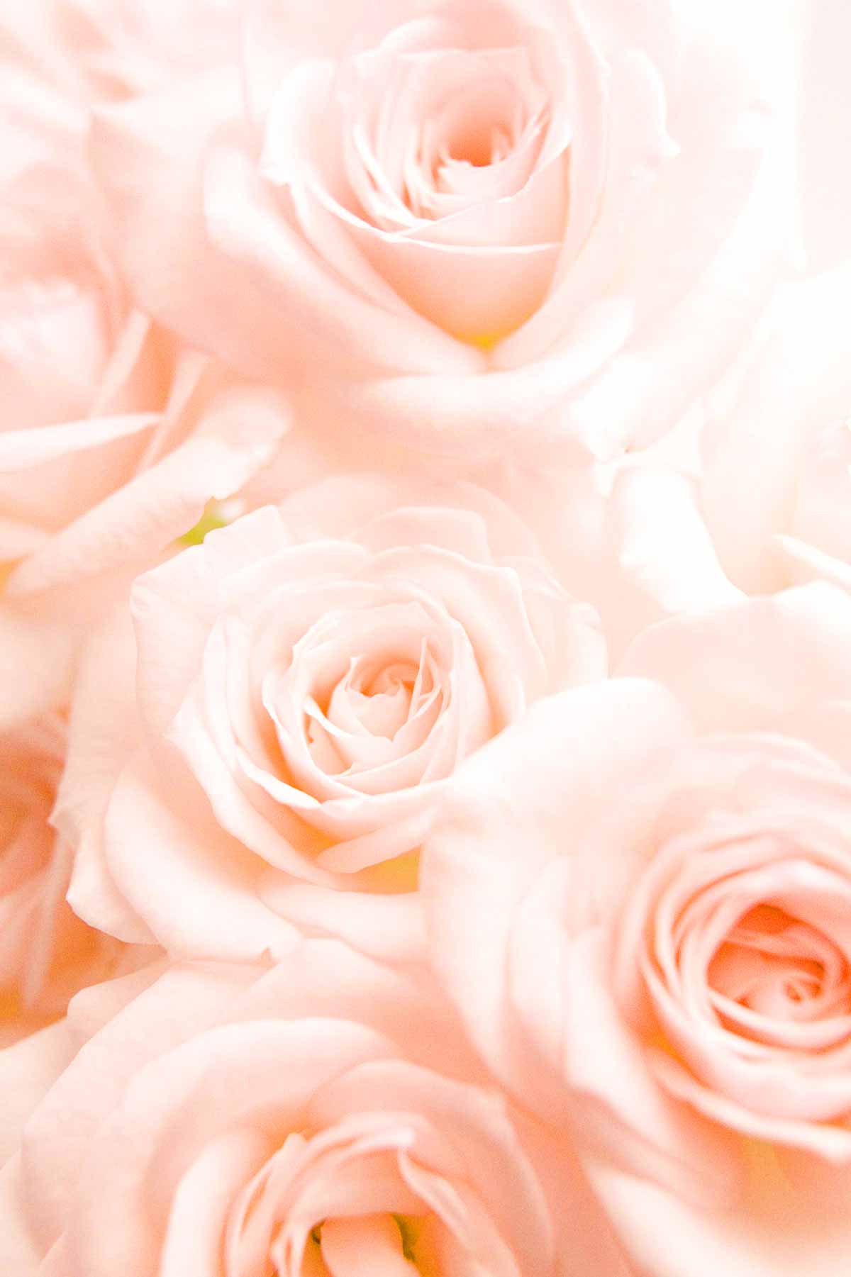 Soft Pink Roses