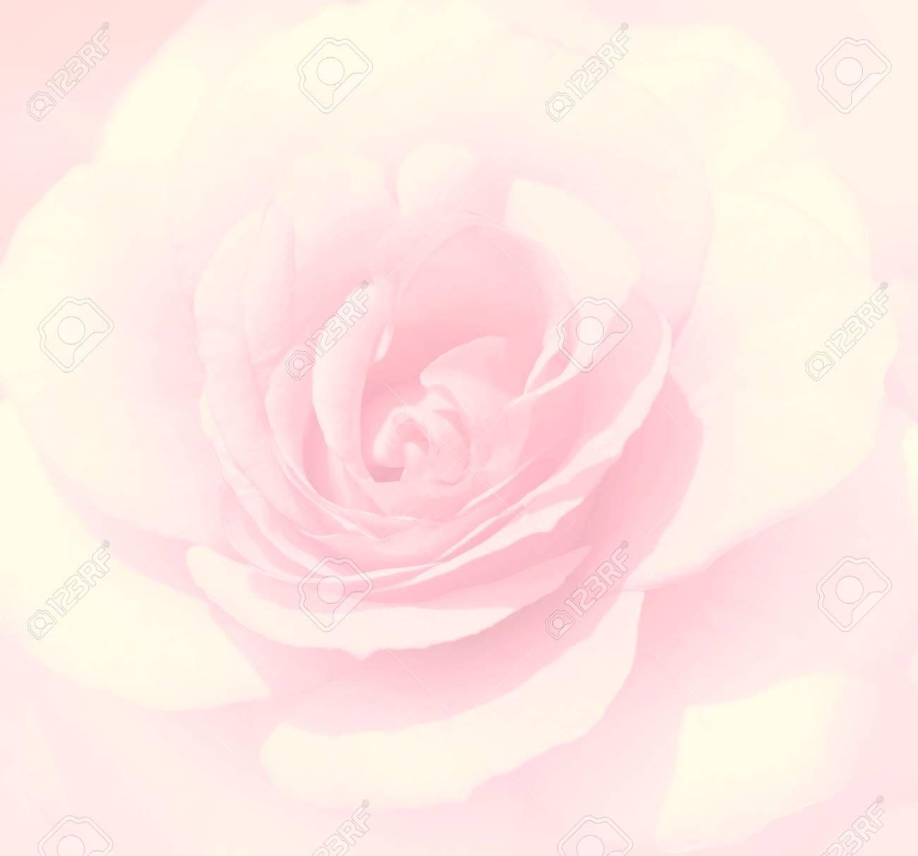 Light Pink Roses Wallpapers - Top Free Light Pink Roses Backgrounds ...