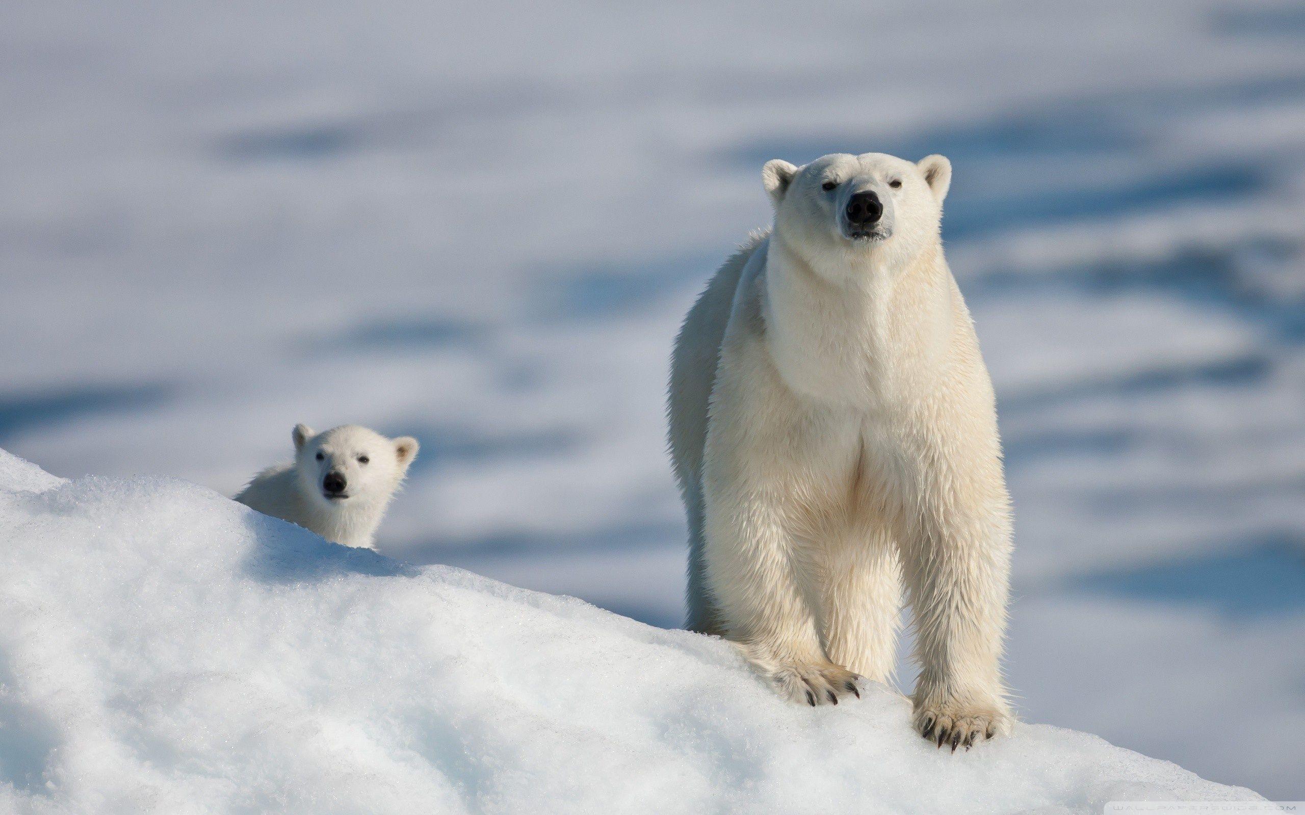 2560x1600 Polar Bear and Baby Ultra HD Desktop Background Wallpaper for 4K UHD TV : Tablet
