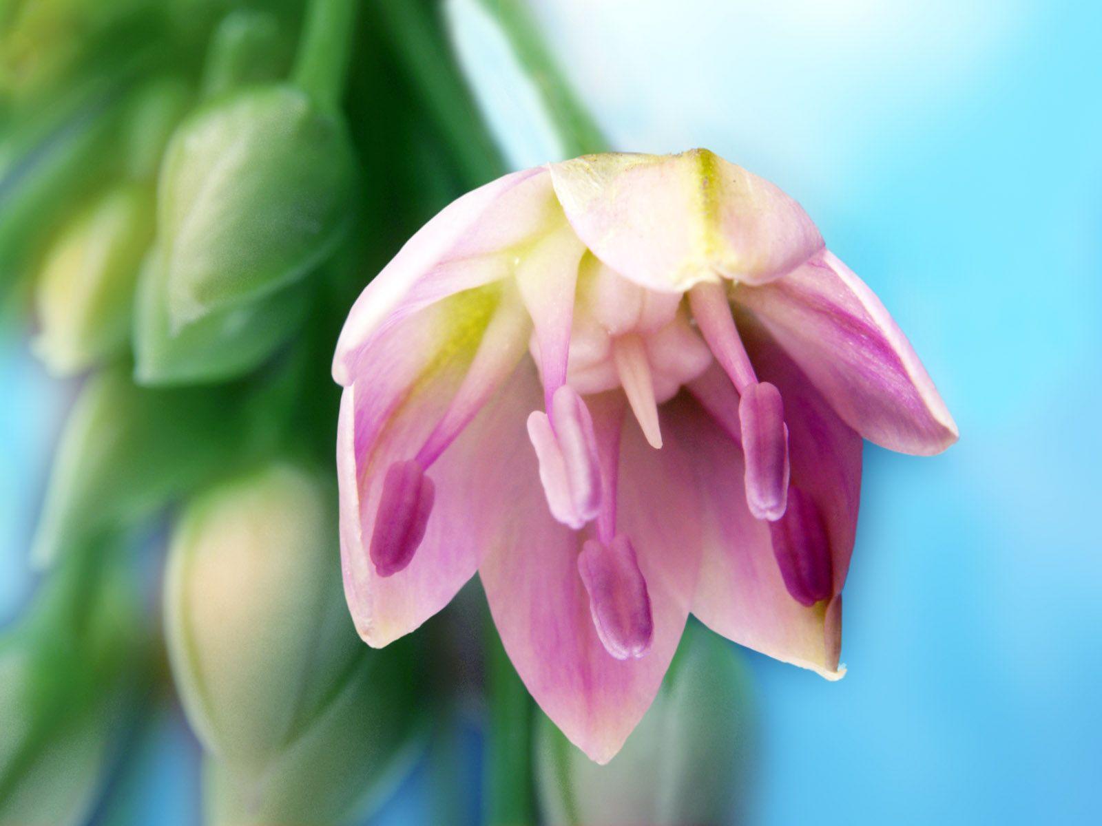 1600x1200 Flower Art wallpaper. Flower Art