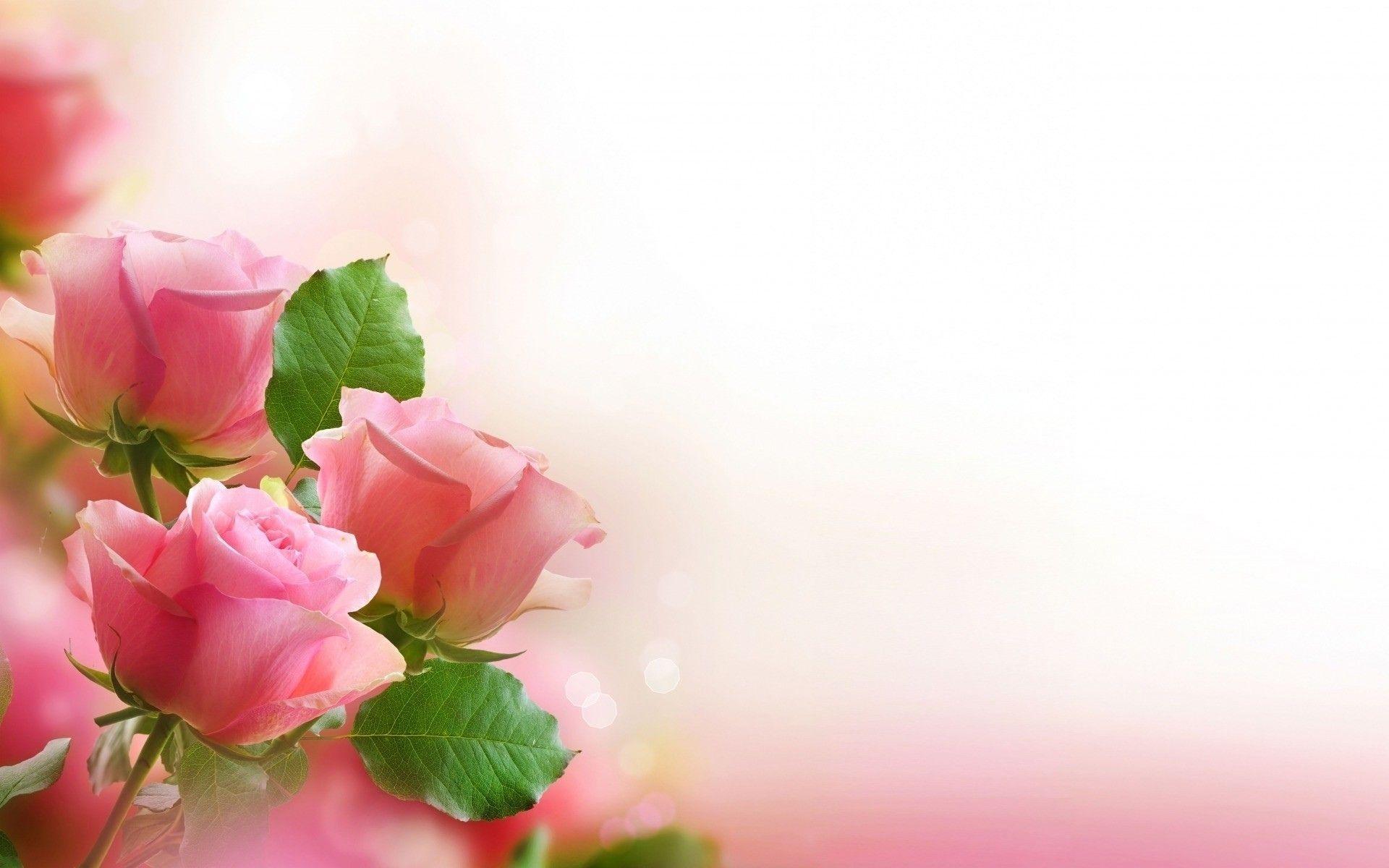 1920x1200 nature, Flowers, Art, Roses, Love, Romance, Pink, Leaves, Mood Wallpaper HD / Desktop and Mobile Background