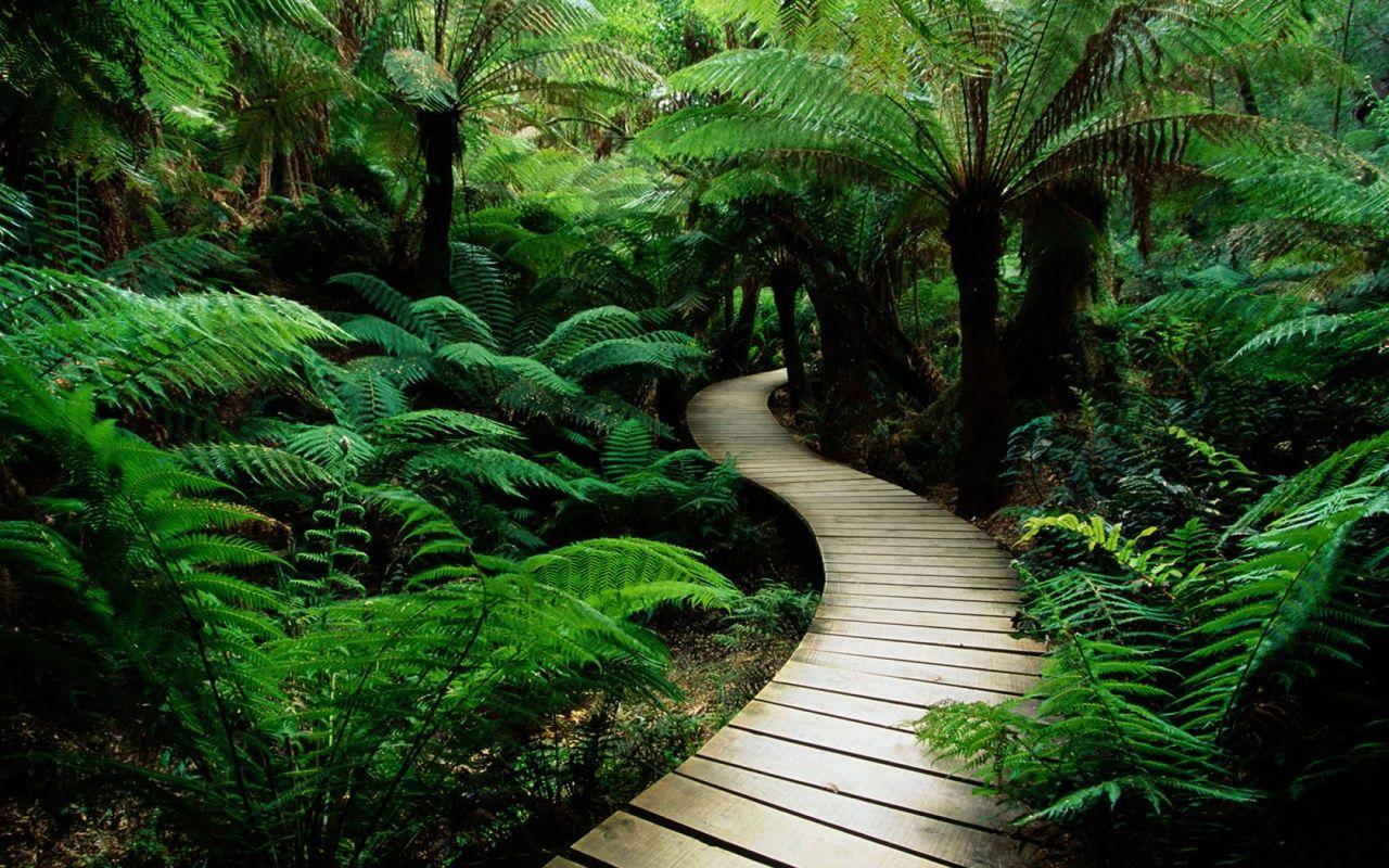 1280x800 Green Nature Wallpaper