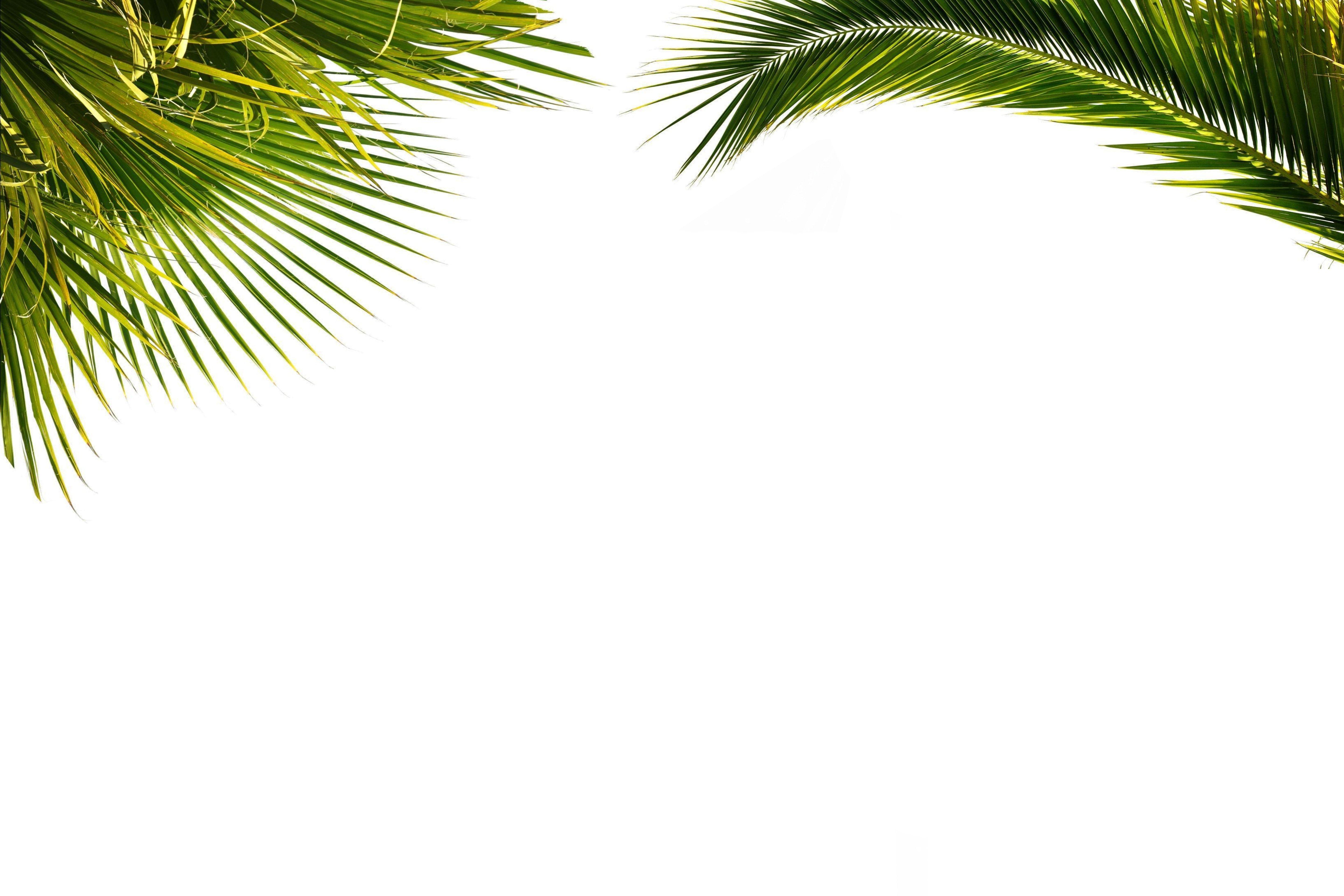 Coconut Leaf Wallpapers - Top Free Coconut Leaf Backgrounds