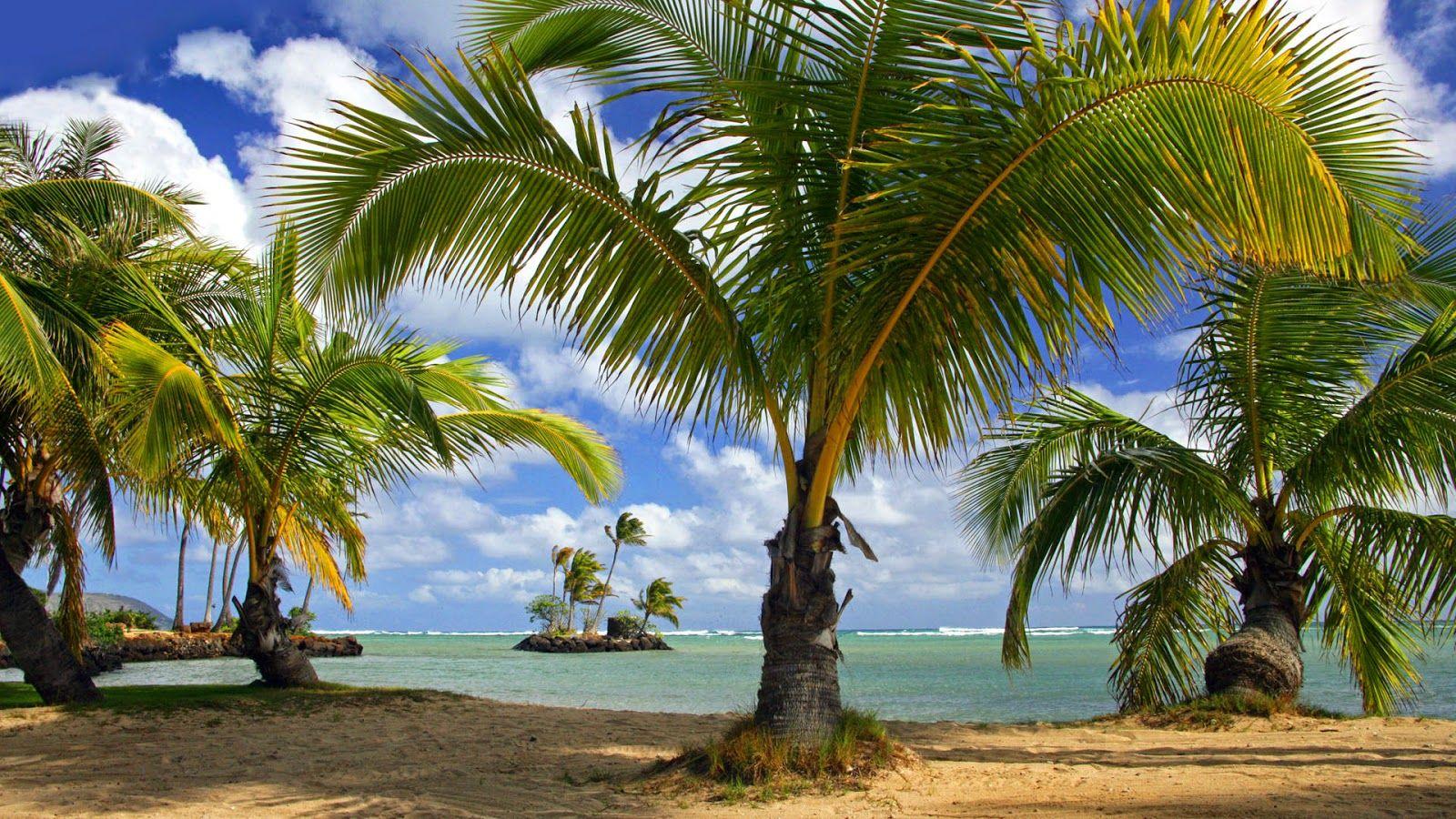 1600x900 Coconut Tree on the Beach Nature HD Wallpaper Wallpaper & Desktop Background