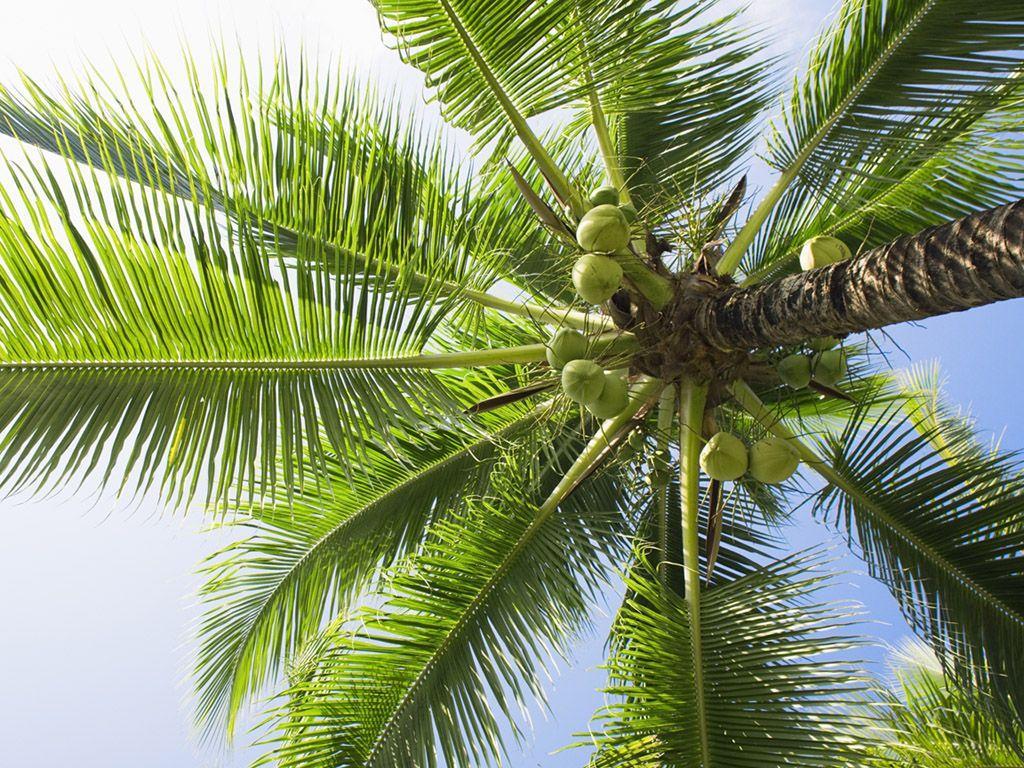 Green Coconut Wallpapers - Top Free Green Coconut Backgrounds