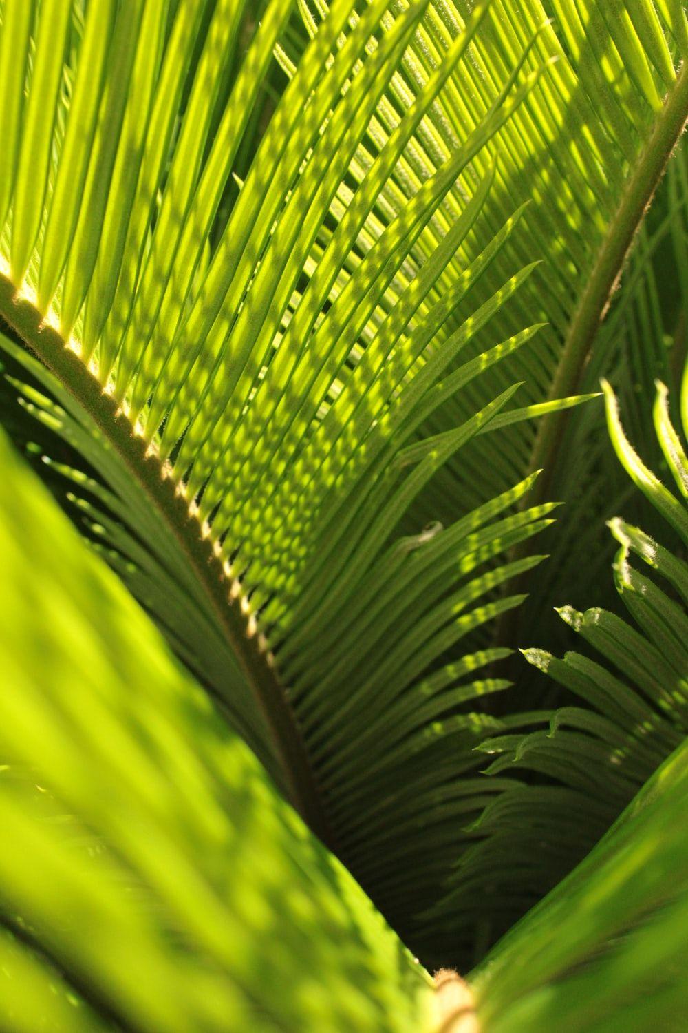 1000x1500 green coconut tree leaves photo
