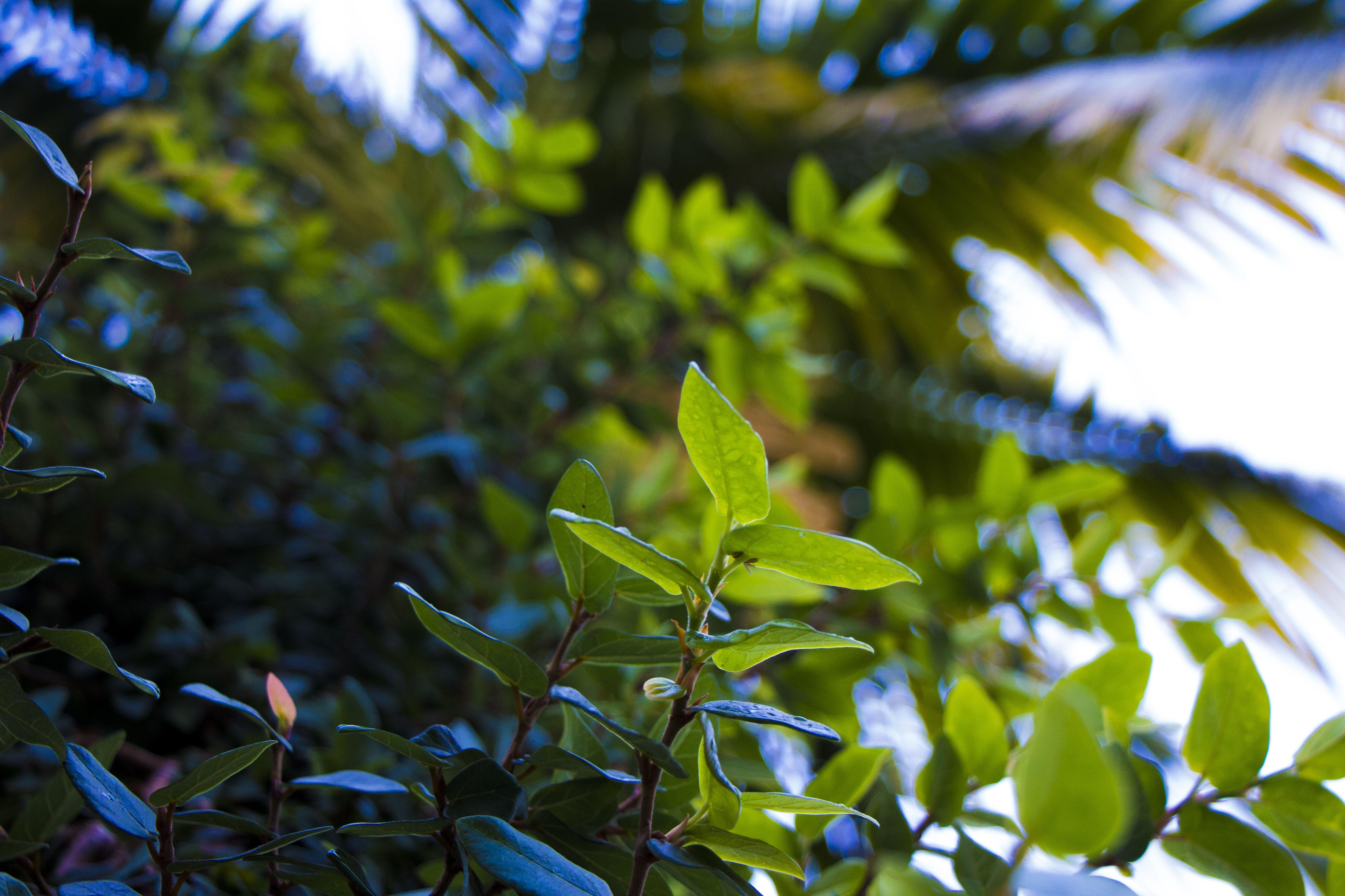5184x3456 Free of blurred, coconut tree, docho