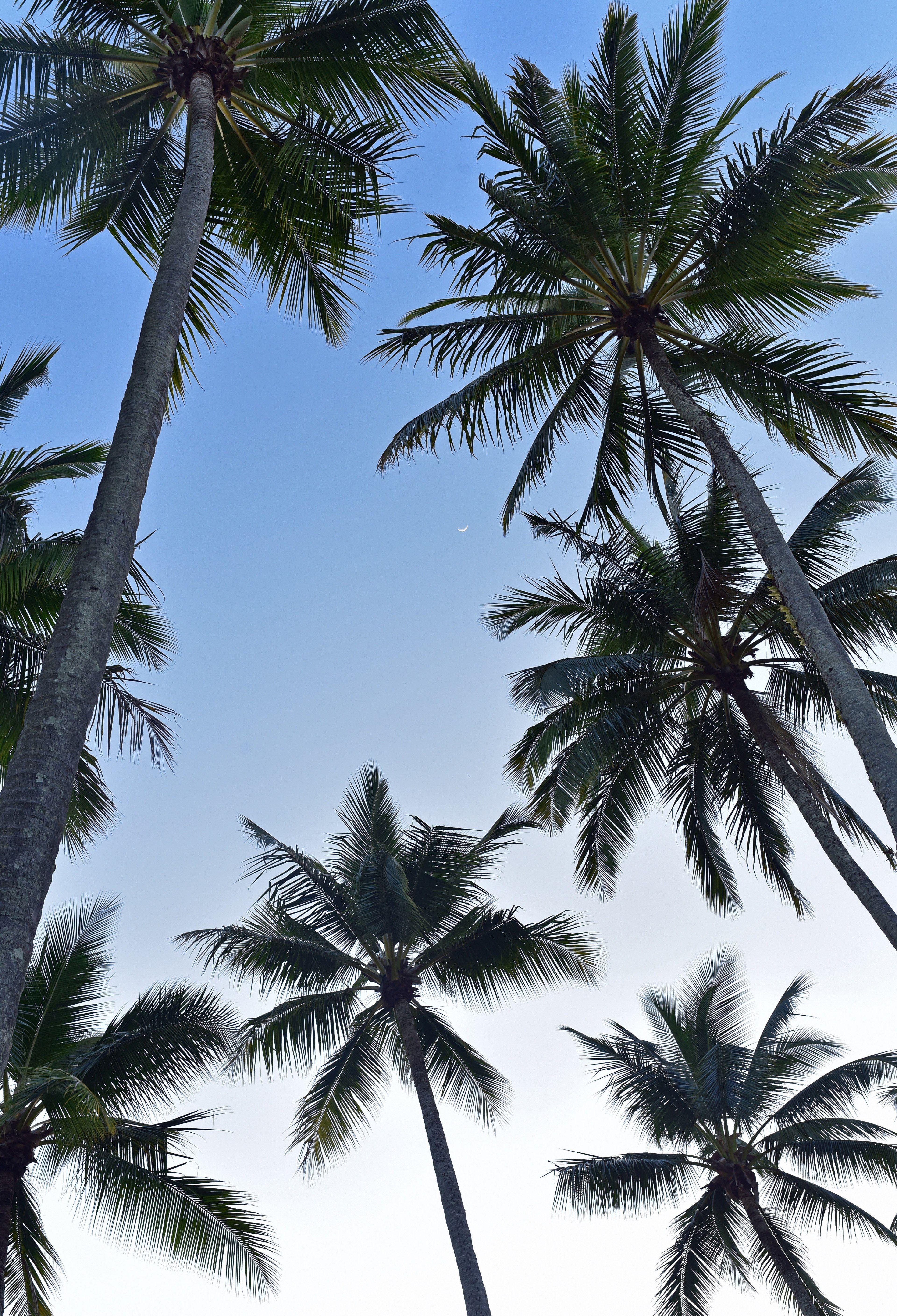 3840x5632 Wallpaper / white space white coconut tree and leafe HD 4k wallpaper