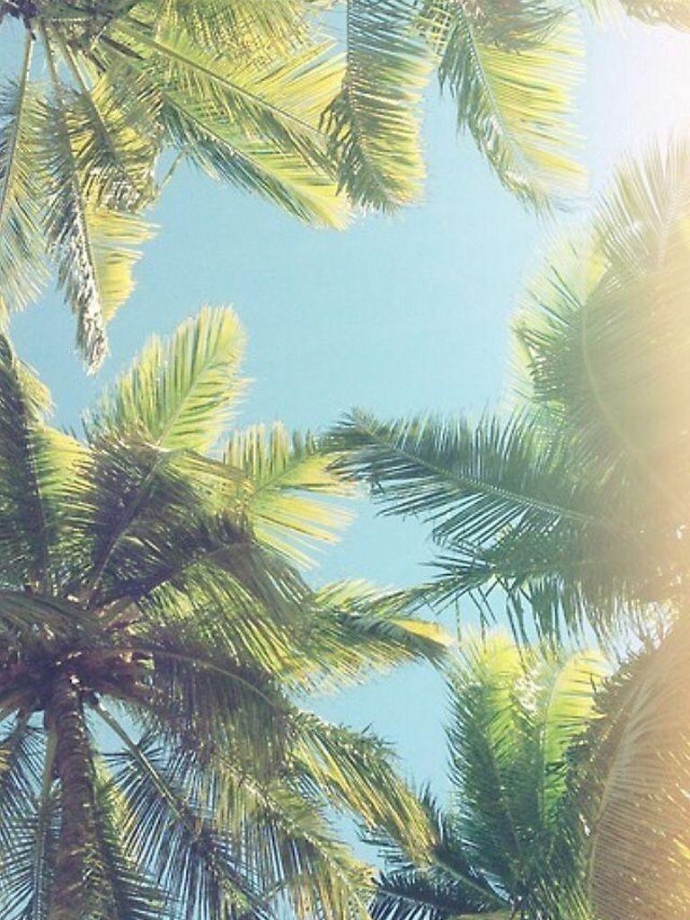 768x1024 Stunning California Picture [scenic Travel Photo] Tree Wallpaper iPhone Wallpaper & Background Download