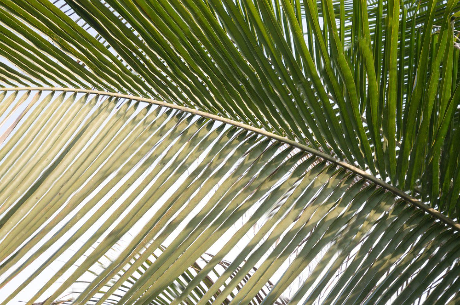 1500x996 Wallpaper, Tropical Foliage Abstract, Leaves, photo, Vinyl, Self Adhesive
