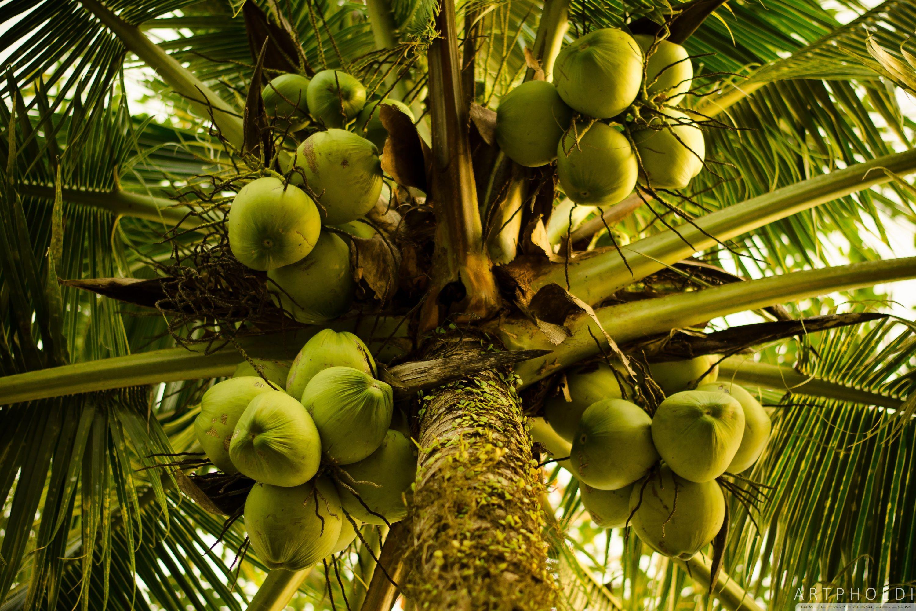 3000x2000 Coconut Tree Ultra HD Desktop Background Wallpaper for : Widescreen & UltraWide Desktop & Laptop