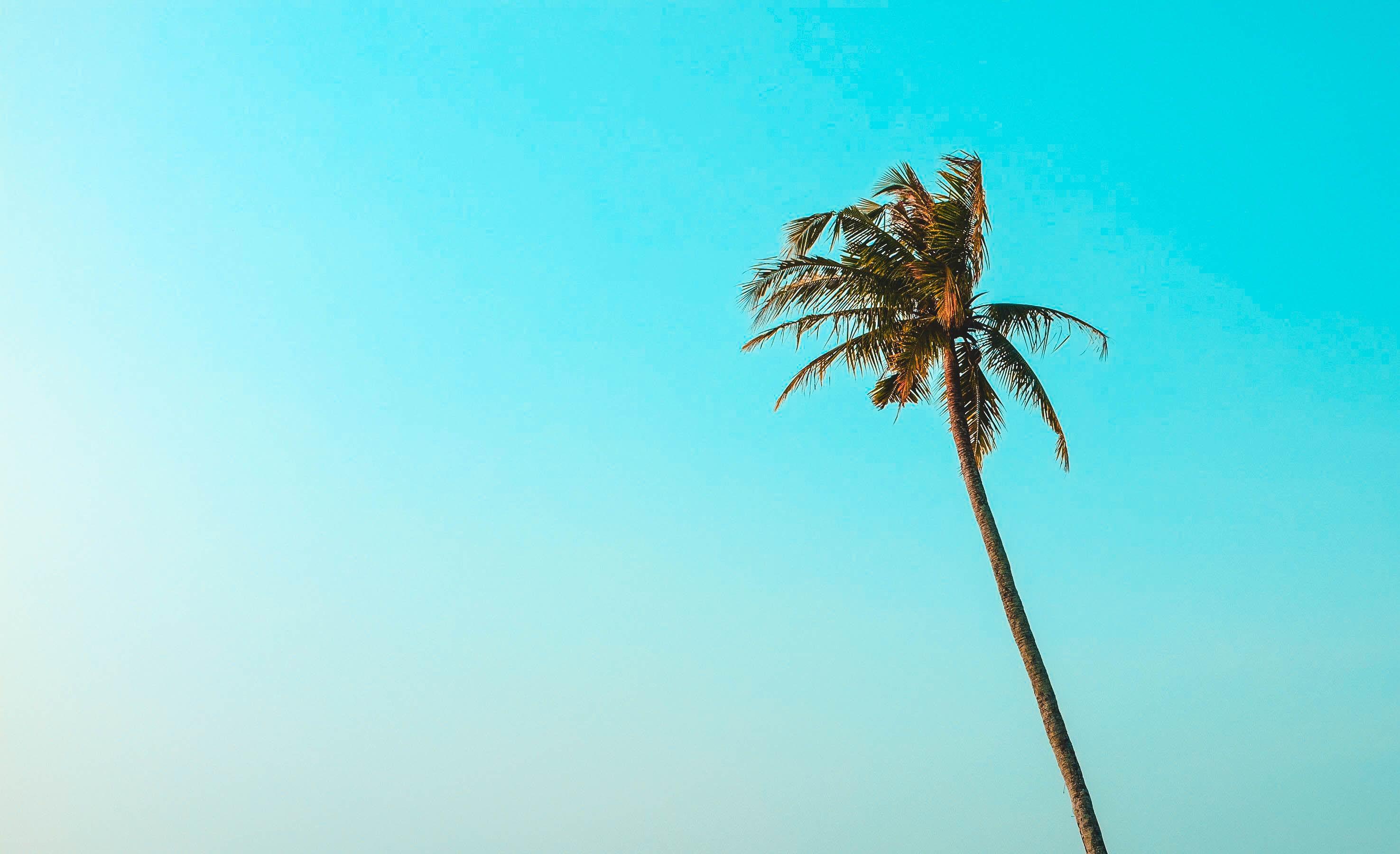 2951x1800 palm HD wallpaper, Background