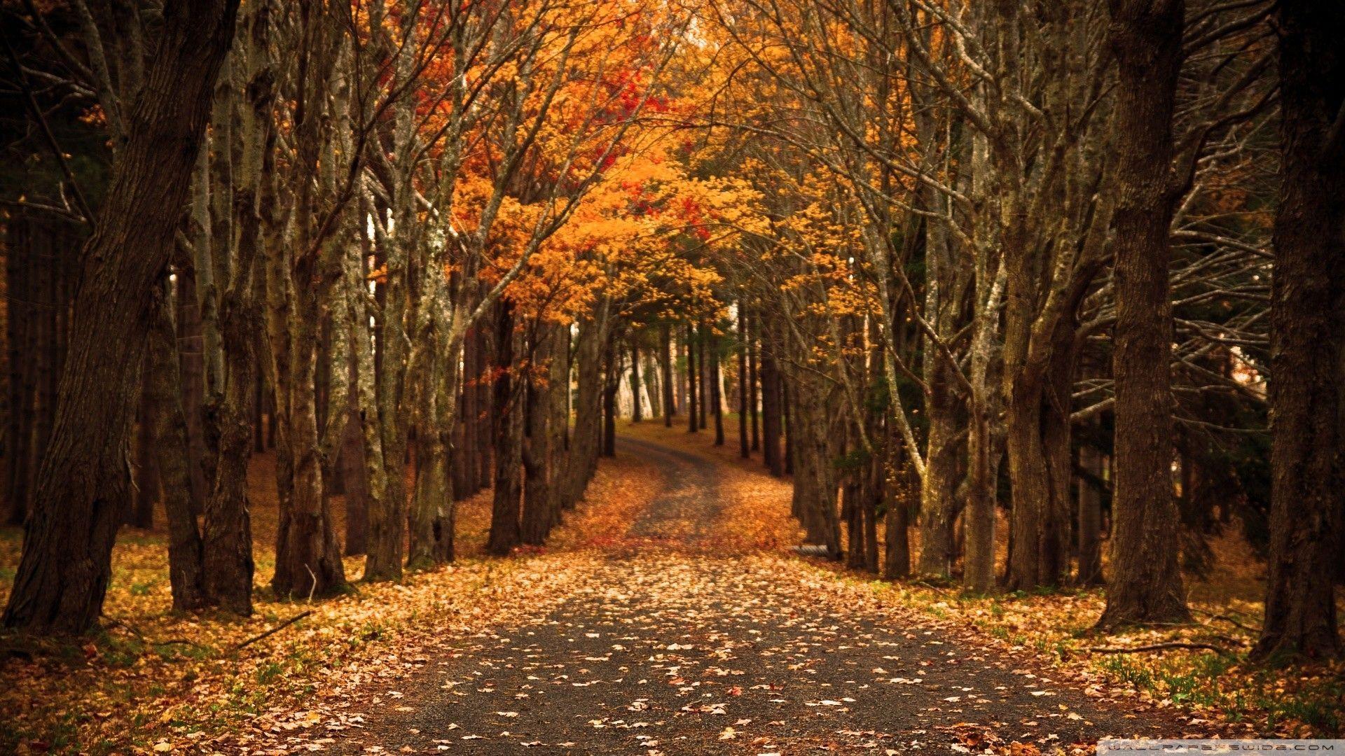 1920x1080 HD Autumn Wallpaper. Desktop wallpaper fall, Autumn wallpaper, Fall wallpaper