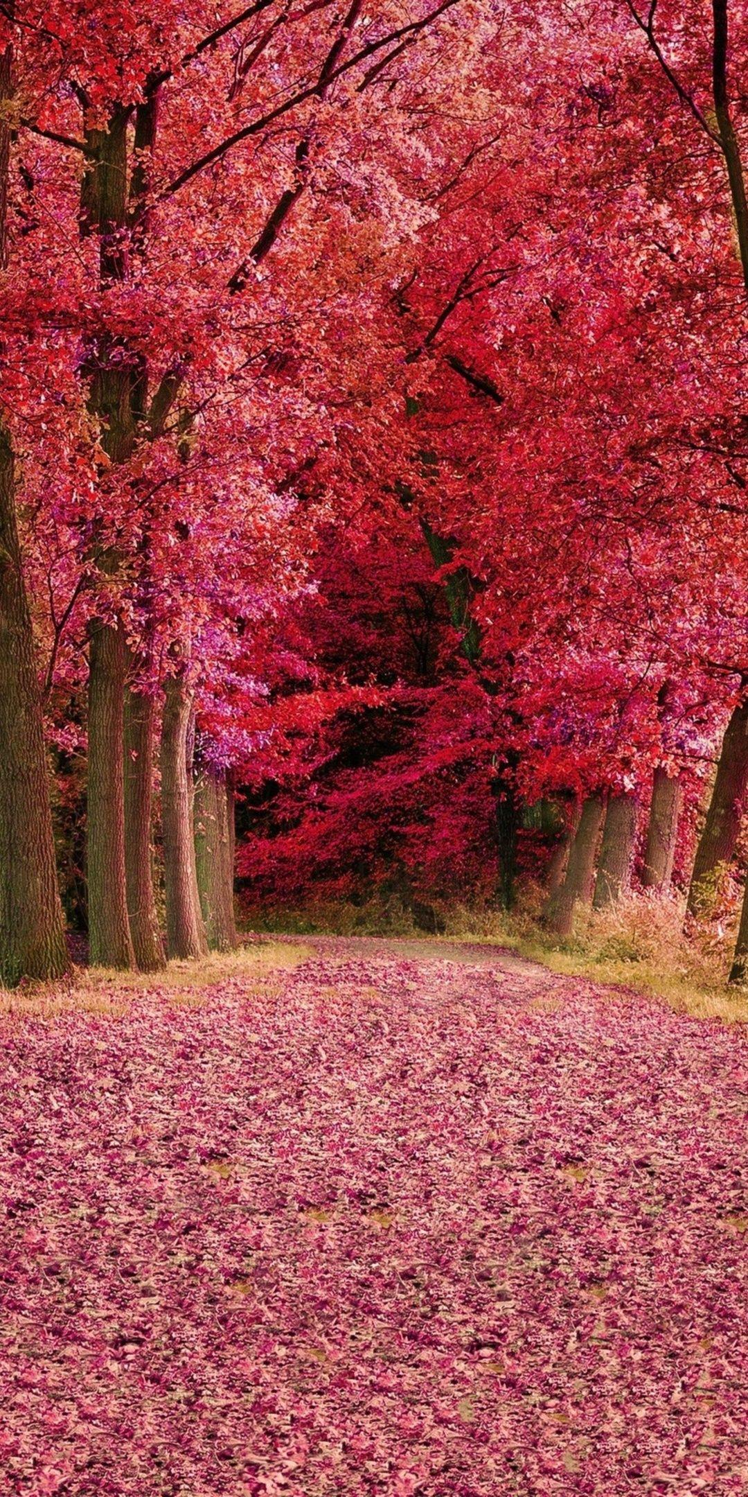 Pink Fall Wallpapers - Top Free Pink Fall Backgrounds - WallpaperAccess