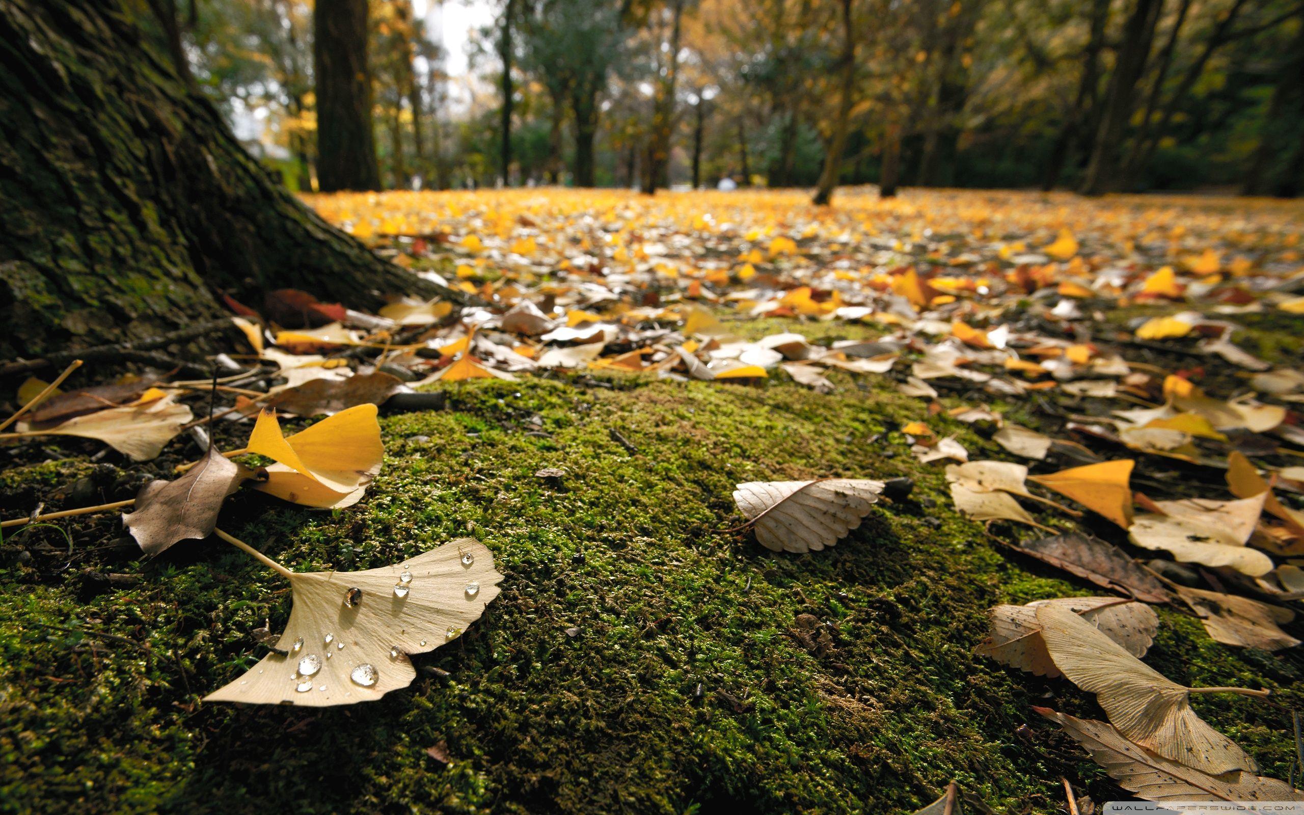 2560x1600 Ground Wallpaper HD Wallpaper