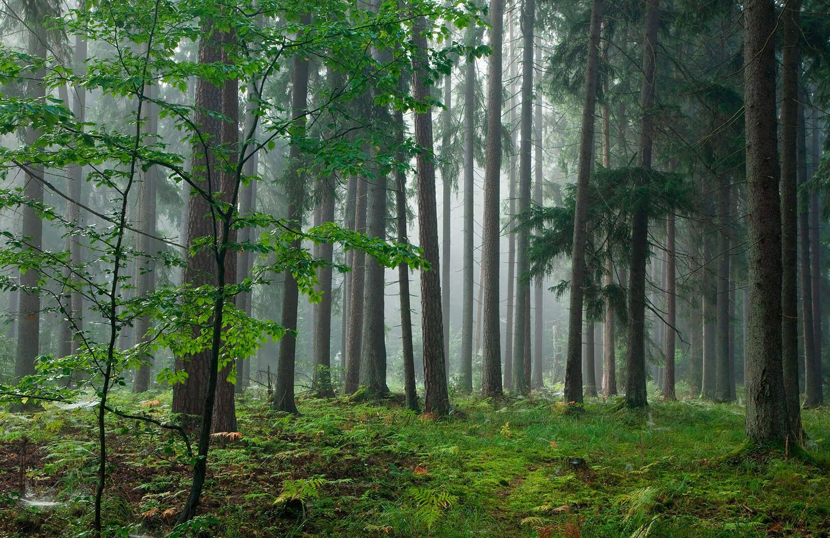 1650x1070 Forest Dew Wallpaper Mural