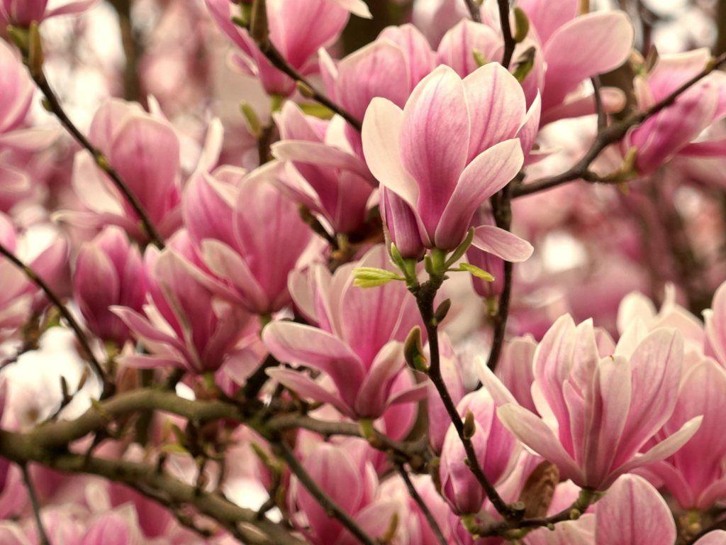 1024x768 Flower Trees Blooming Shrubs And Trees