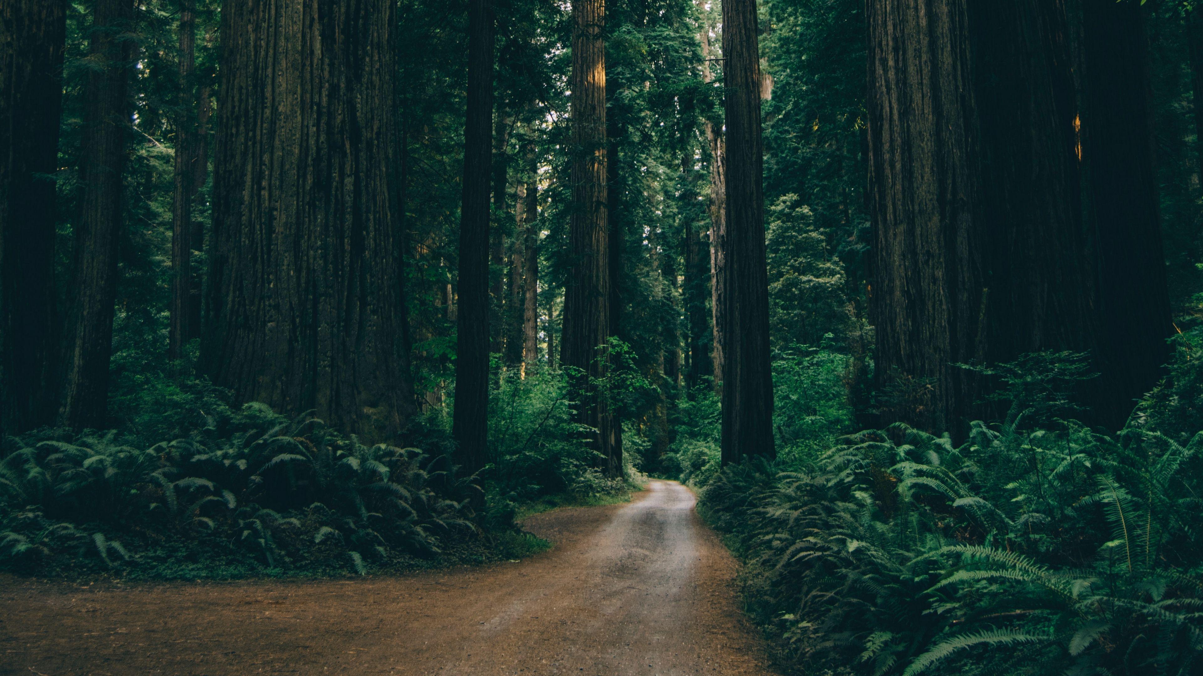 3840x2160 Forest Road Background Image