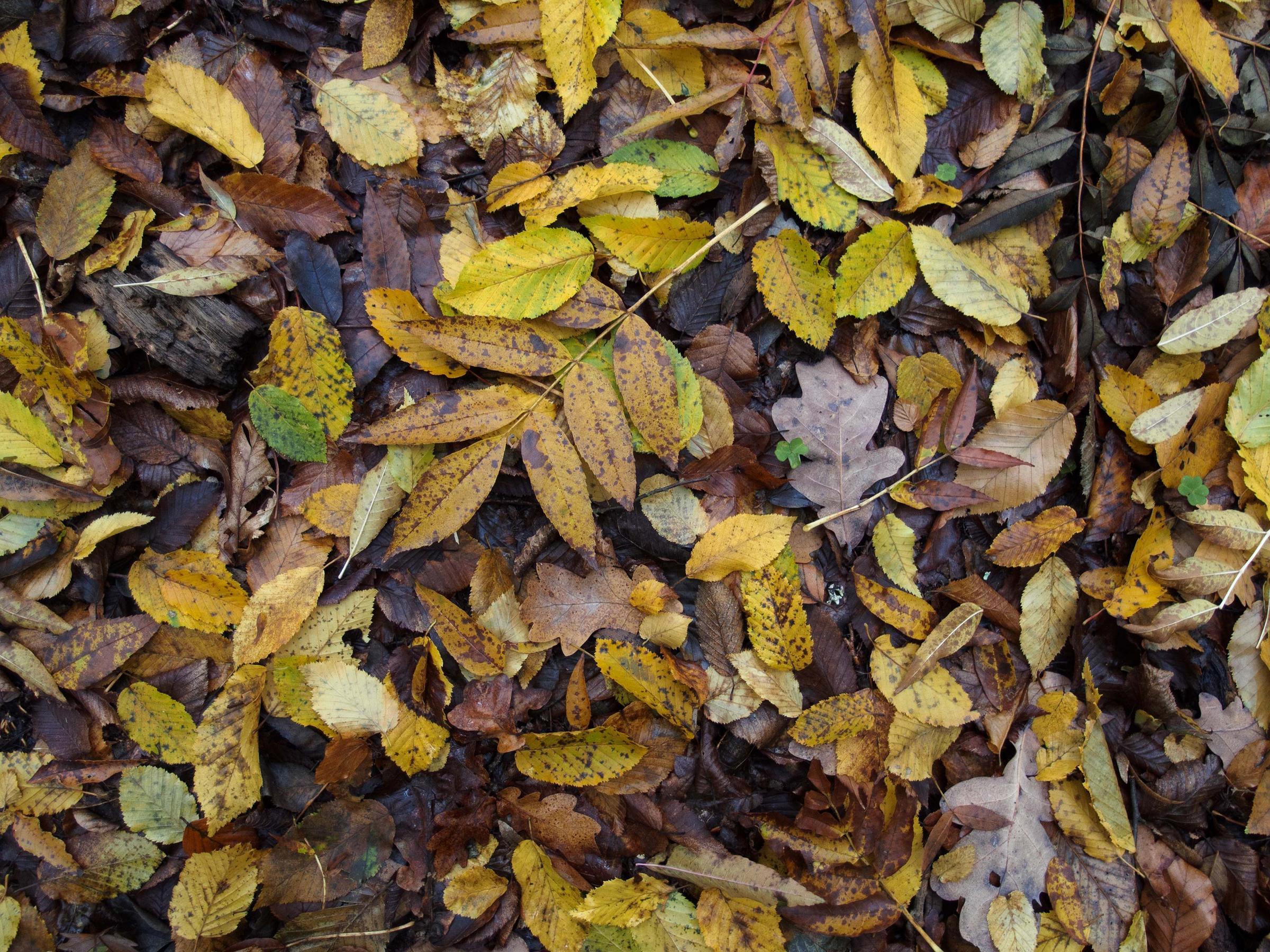 3000x2250 Background of colorful autumn leaves on forest floor. Free