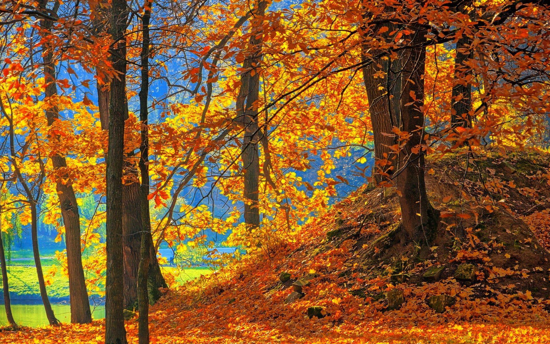 1920x1200 Wallpaper Forest, trees, red leaves, ground, autumn 1920x1200 HD Picture, Image