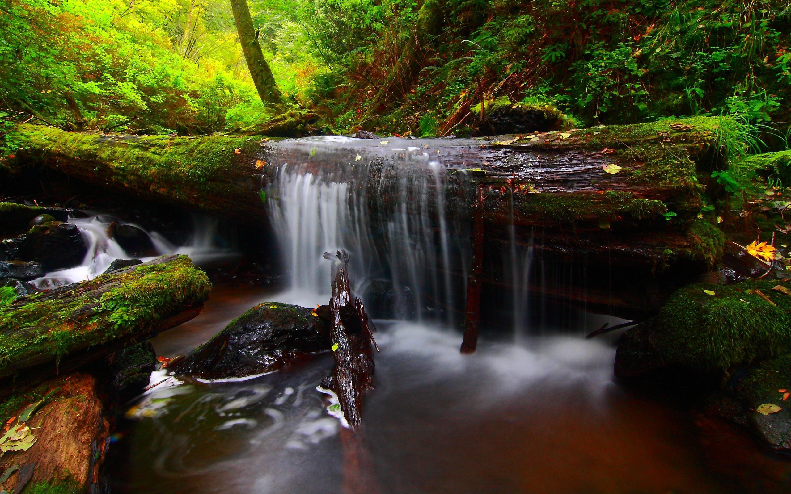 2560x1600 Hd Forest River Timber Waterfall Background Free Wallpaper Fall Back Ground