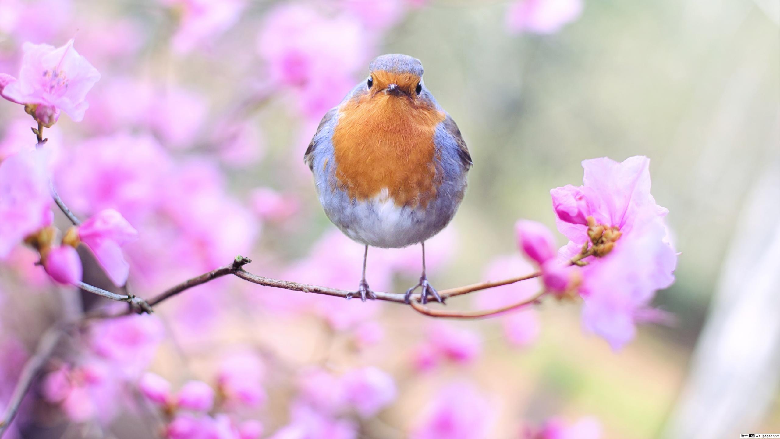 2560x1440 Spring bird Robin in a pink flower twig HD wallpaper download