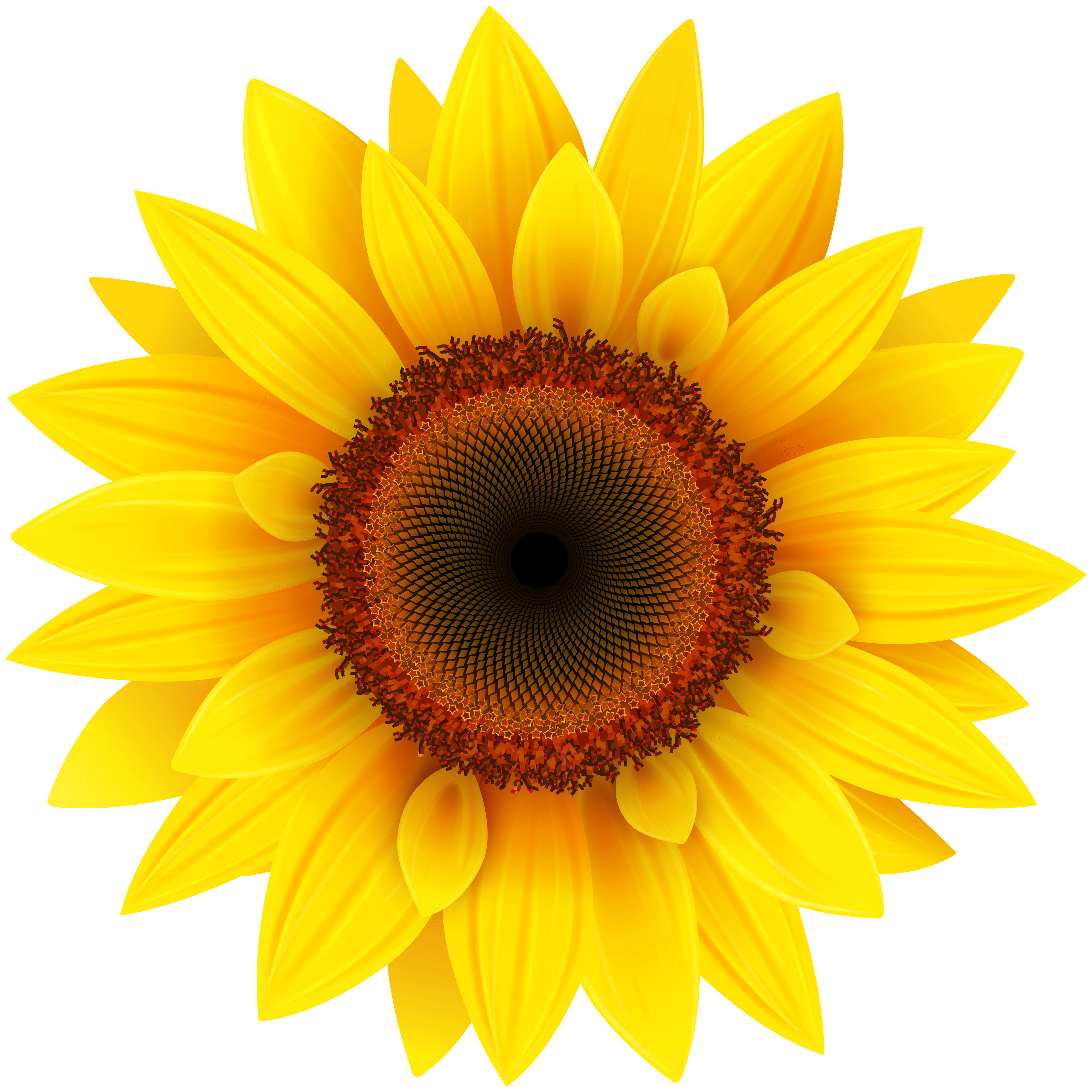 4000x4001 Sunflower PNG Clipart Picture Quality Image And Transparent PNG Free Clipart. Sunflower Wall Art, Sunflower Image, Sunflower Art