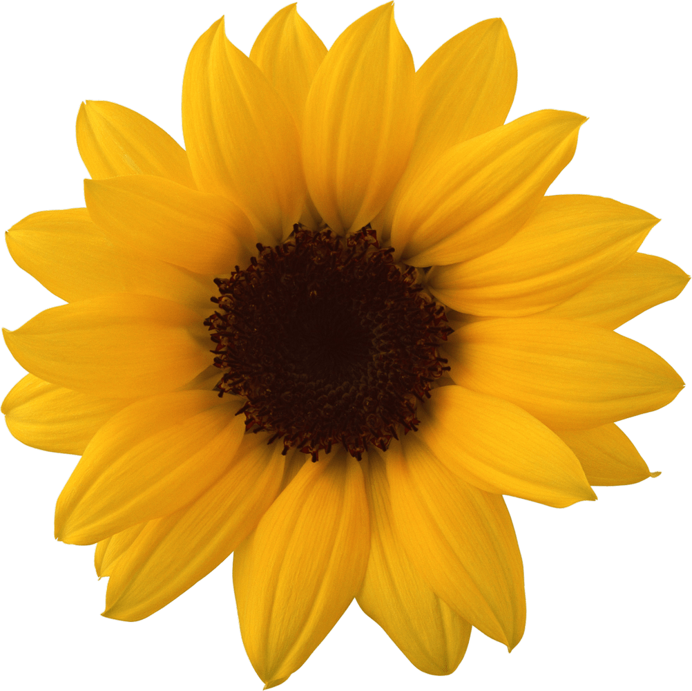 1002x1000 Sunflower PNG Image. Sunflower png, Sunflower image, Png image