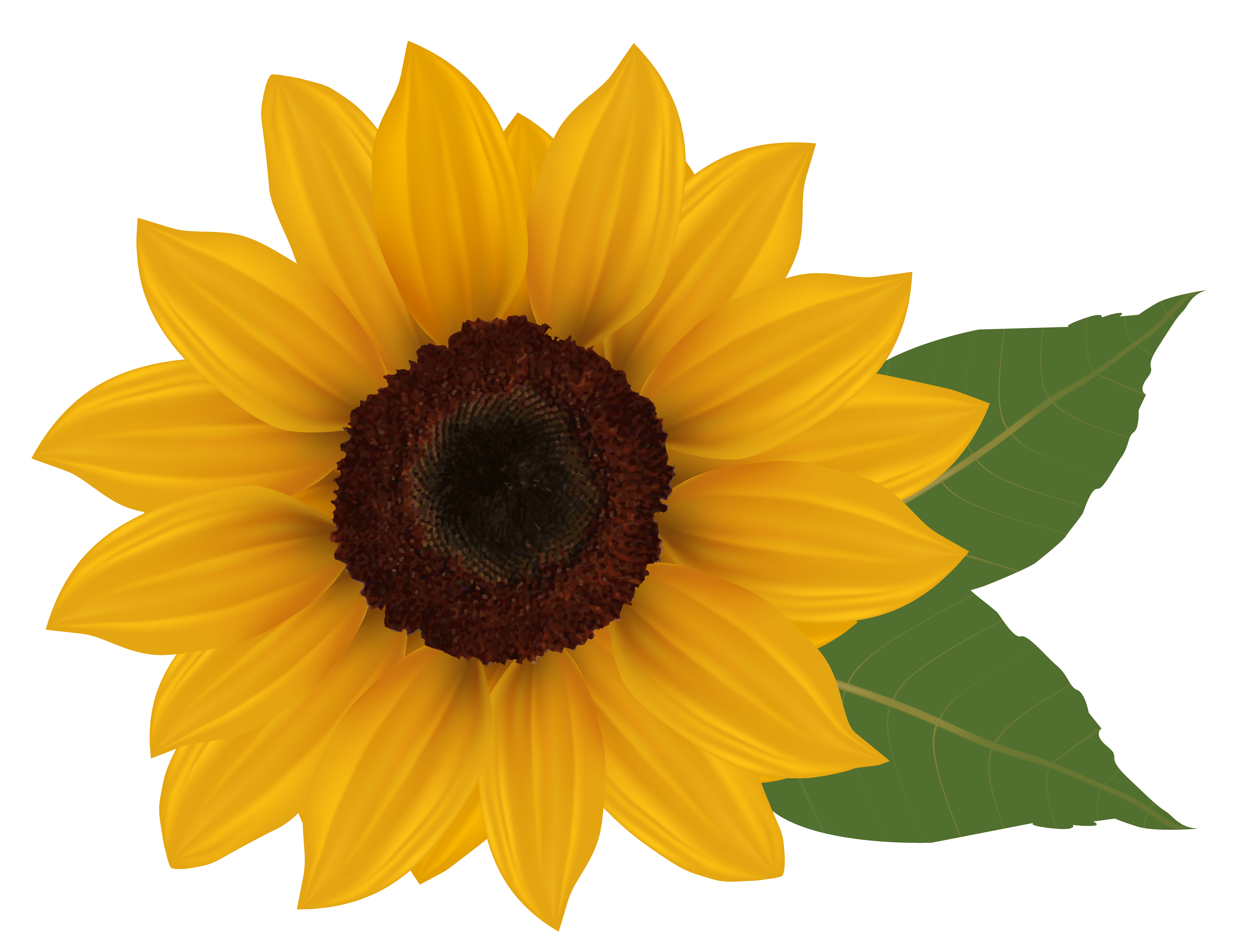6078x4682 Sunflower profile clipart. Sunflower picture, Sunflower png, Sunflower clipart