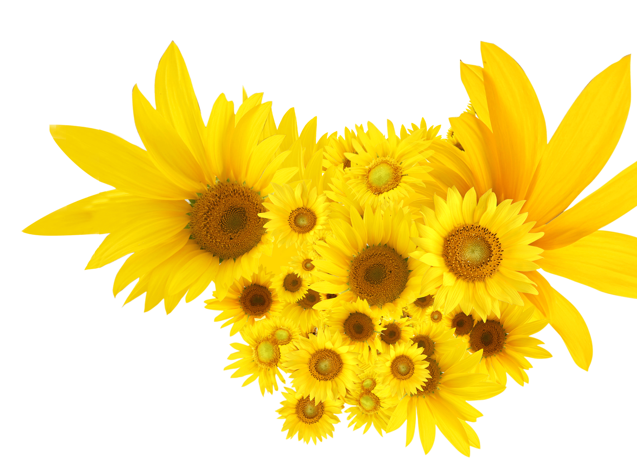 2048x1520 Sunflowers Common sunflower Clip art Image HD. Bee decor, Sunflower image, Sunflower png