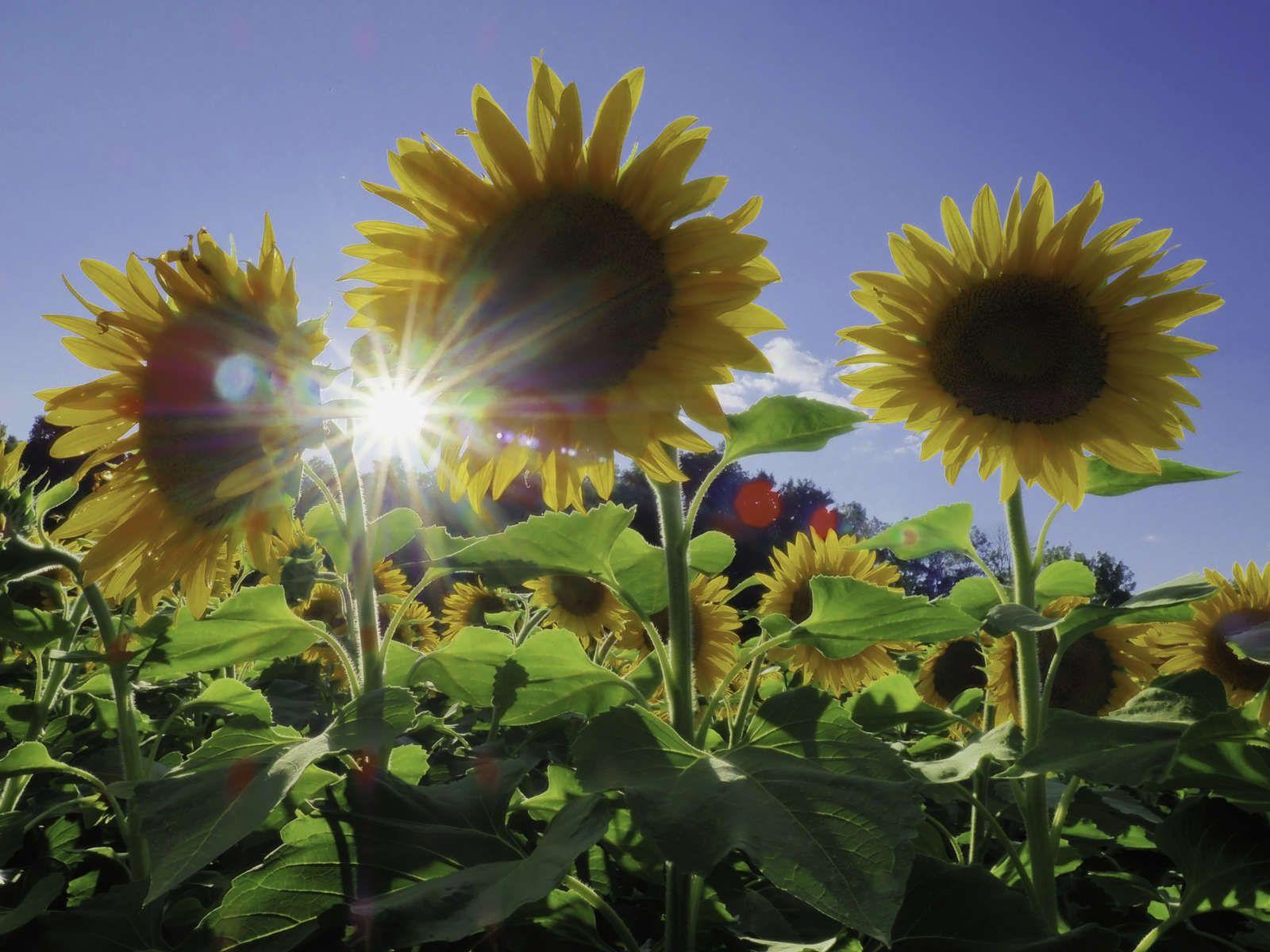 1600x1200 TIPS FOR GREAT SUNFLOWER PHOTOGRAPHY