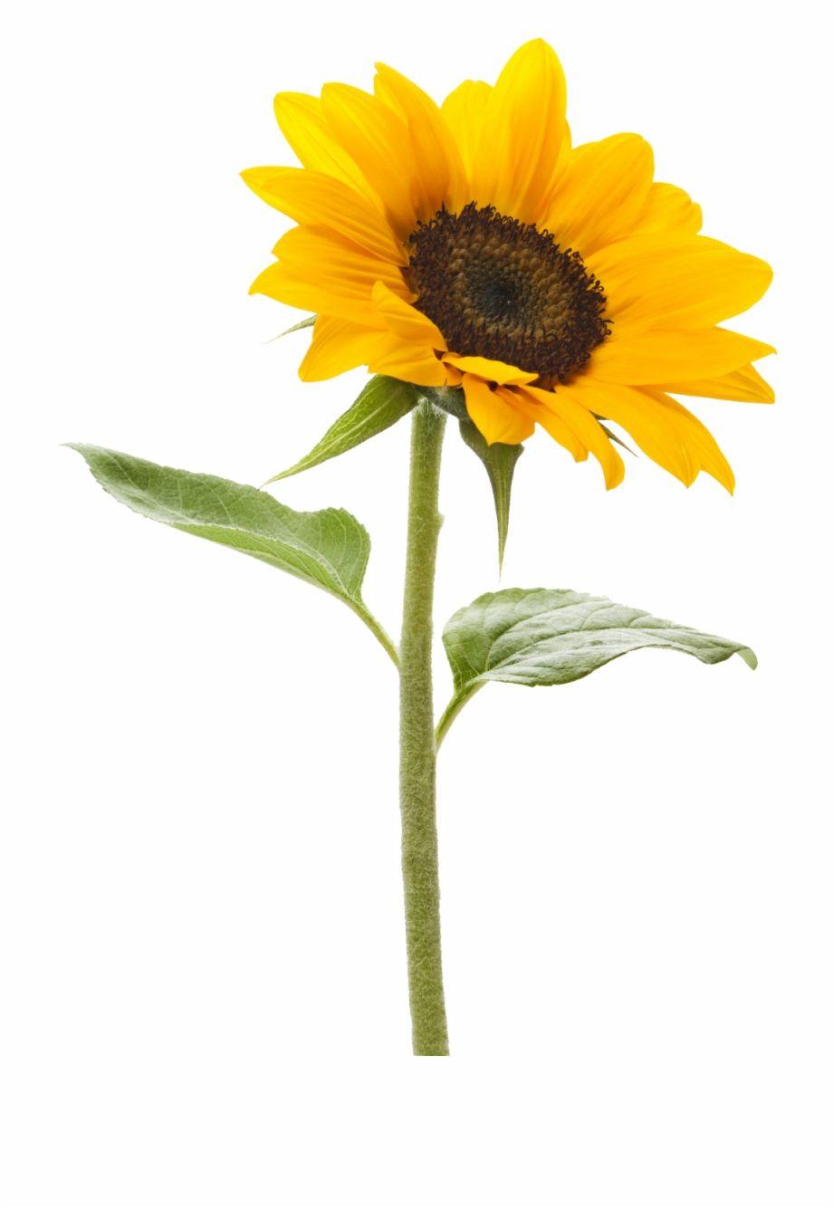 920x1335 Free Sunflowers Transparent Background, Download Free Clip Art, Free Clip Art on Clipart Library
