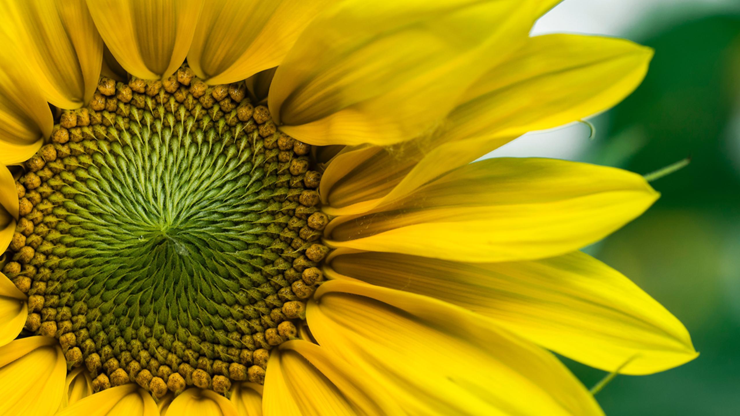 2560x1440 Yellow 4K wallpaper for your desktop or mobile screen free and easy to download