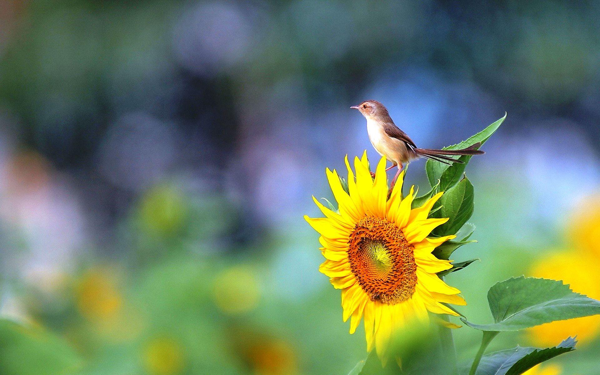 1920x1200 Bird Sunflower HD Wallpaper