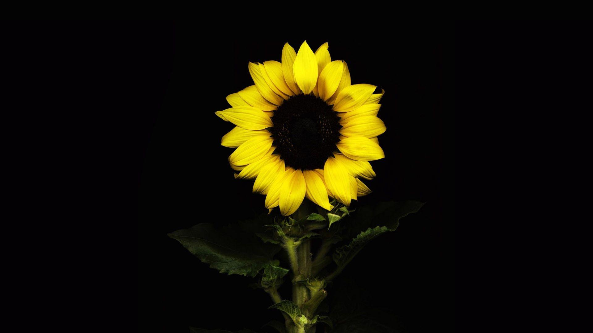1920x1080 Free photo: Sunflower on black, Pretty, Natural
