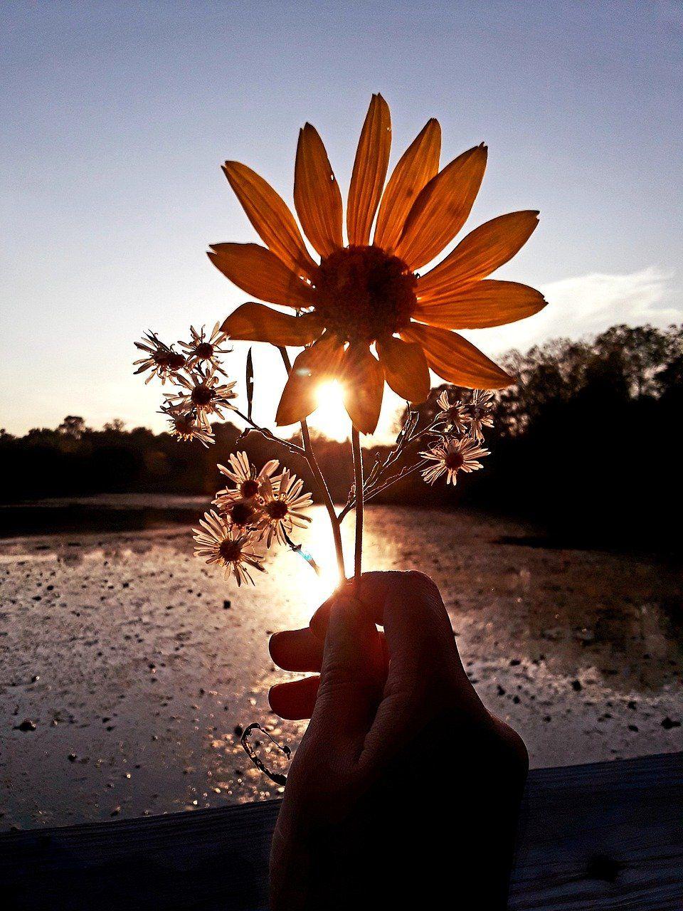 960x1280 Sunflower Sunset Wallpaper