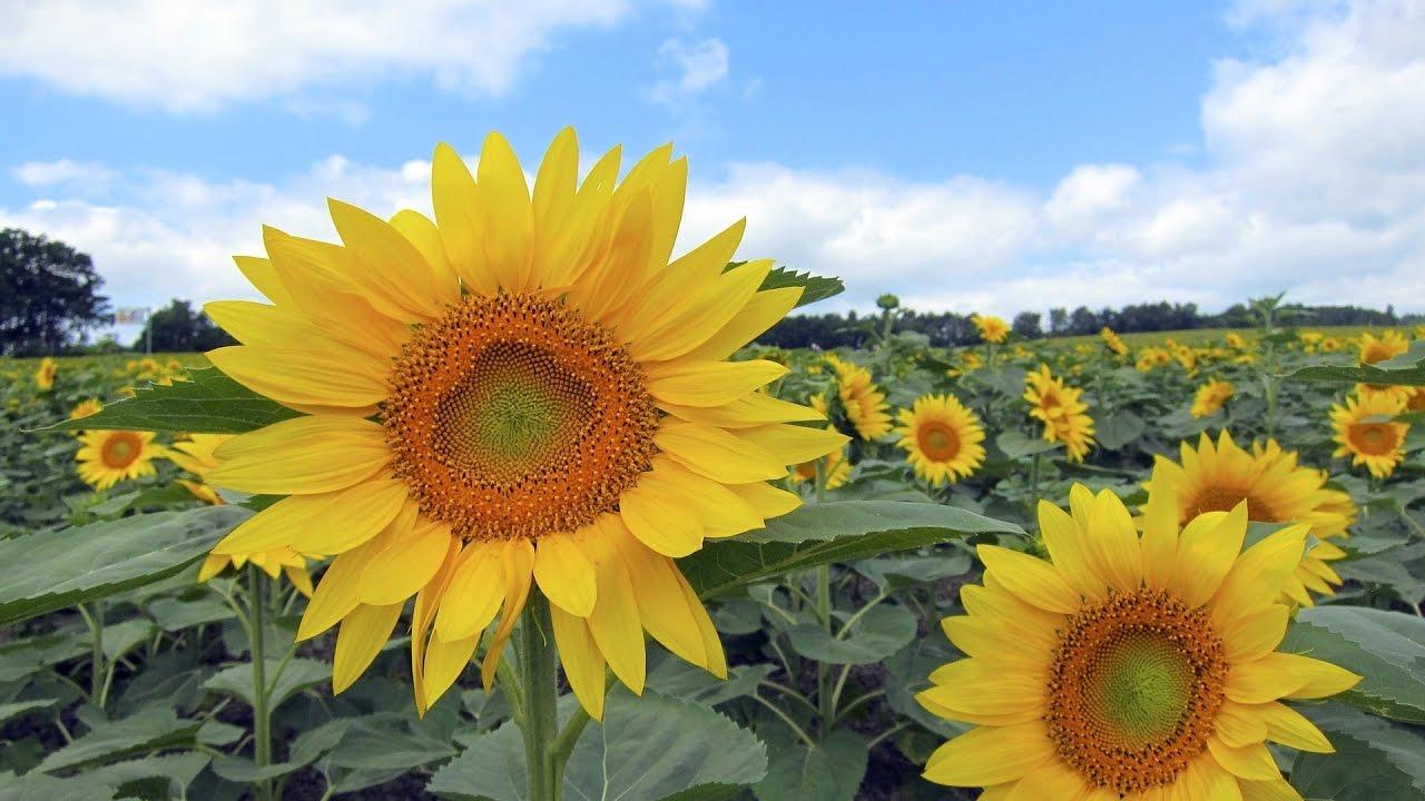 1280x720 Amazing and Most Beautiful Sunflower Fields Image