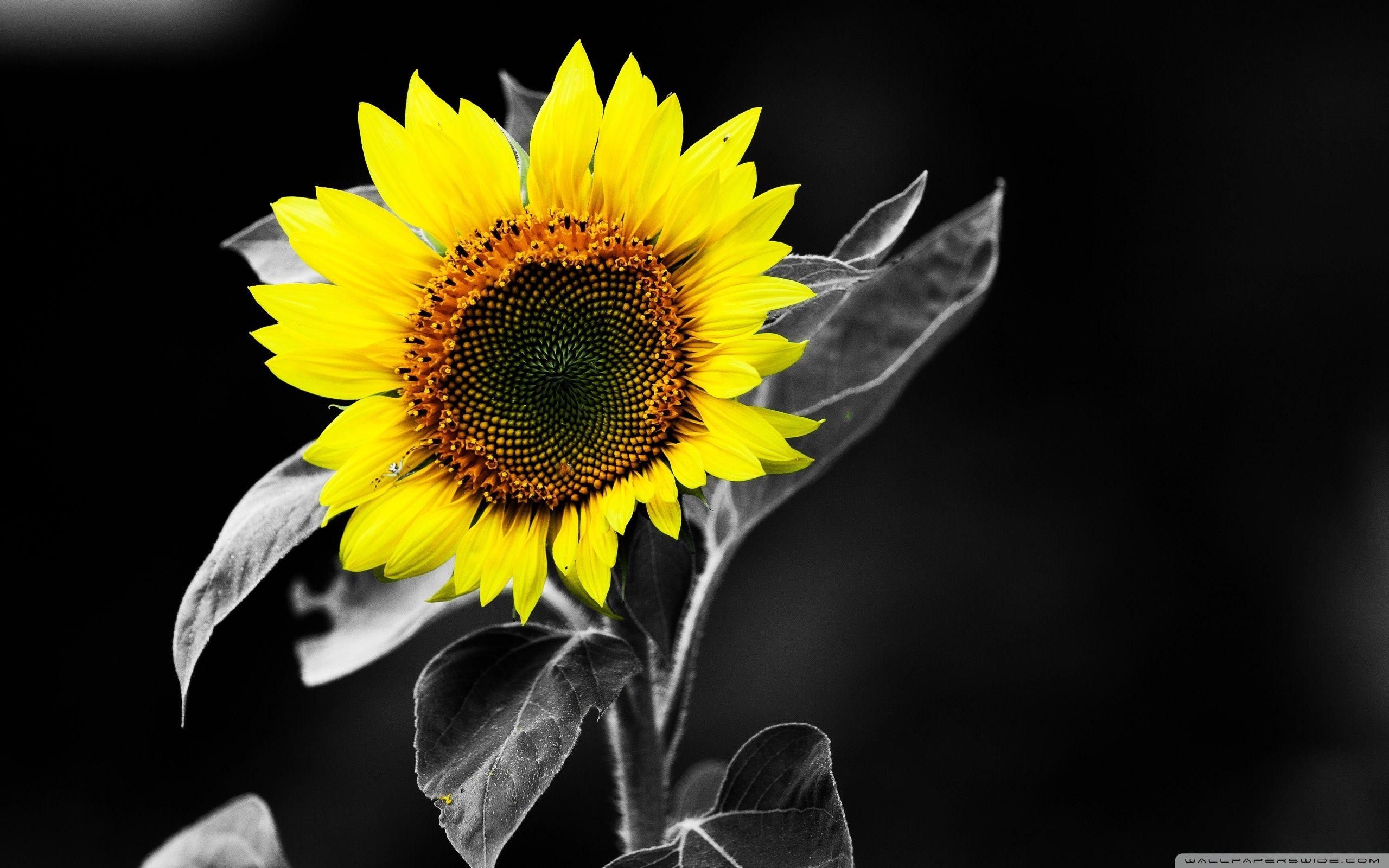 2560x1600 Free photo: Sunflower on black, Pretty, Natural