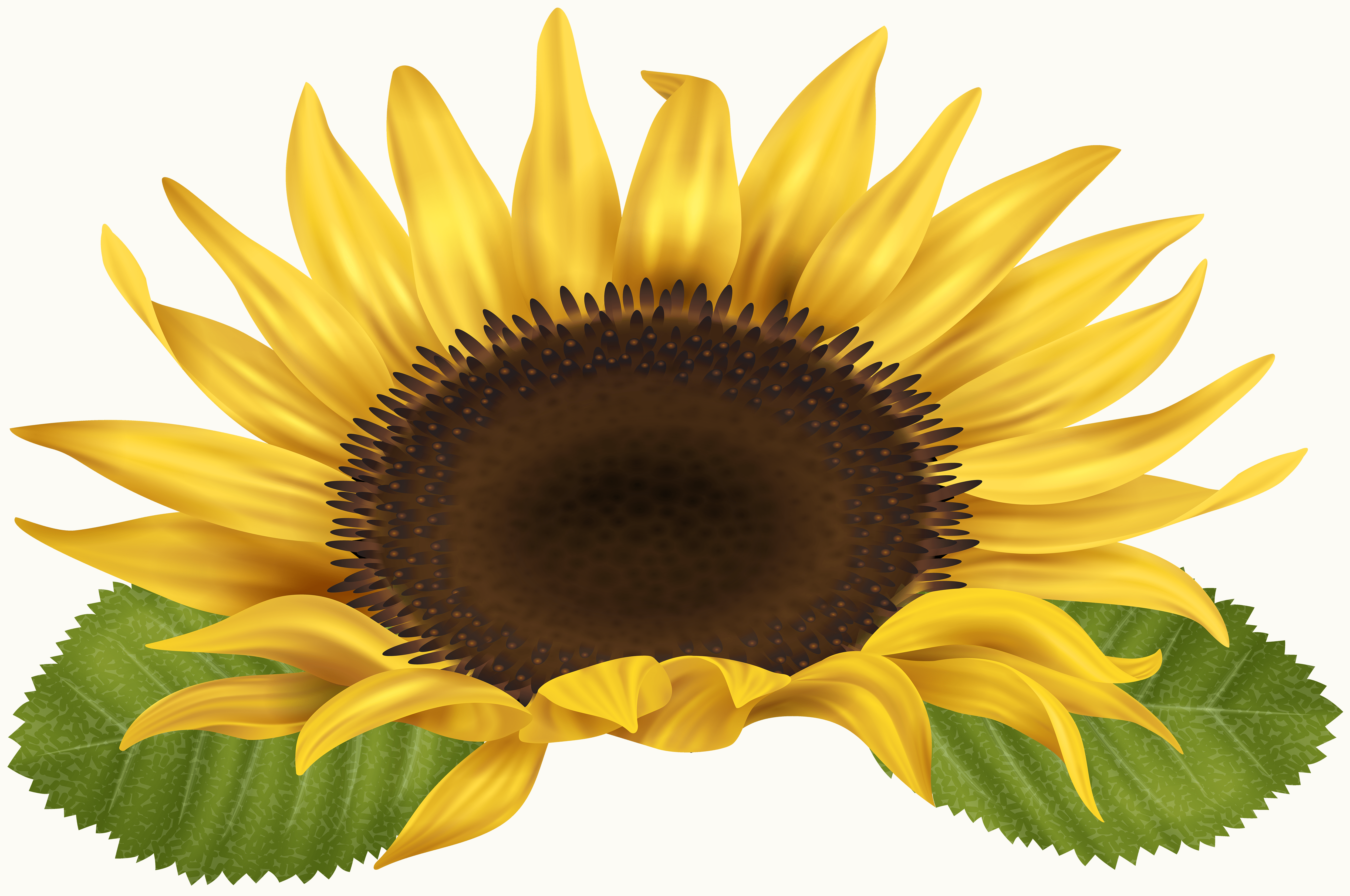 5000x3321 Sunflower Transparent Background. Semi Transparent Wallpaper, Rasengan Transparent Wallpaper and Transparent Wallpaper