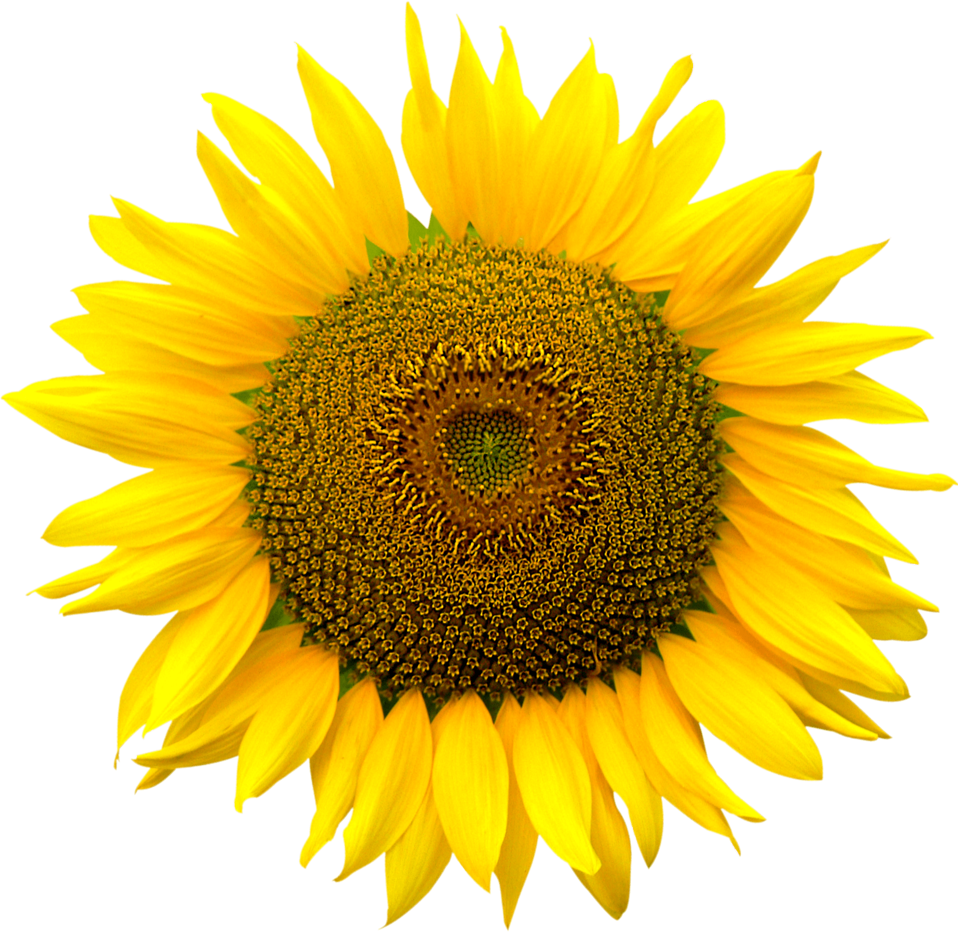 1924x1871 Sunflower, Sunflowers PNG Bouquet Transparent image Free Download Transparent PNG Logos